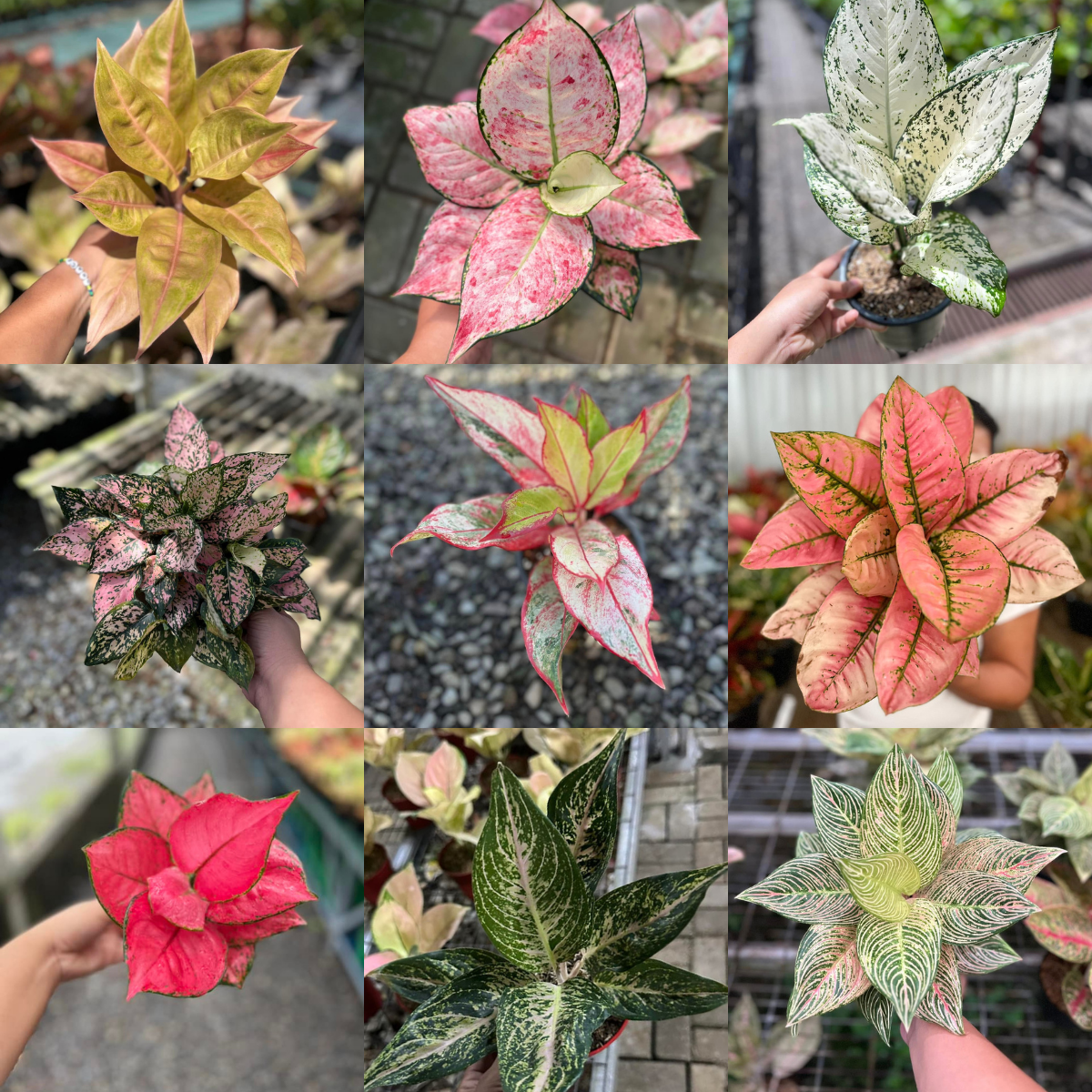 Aglaonema  Art Garden Flowers USA