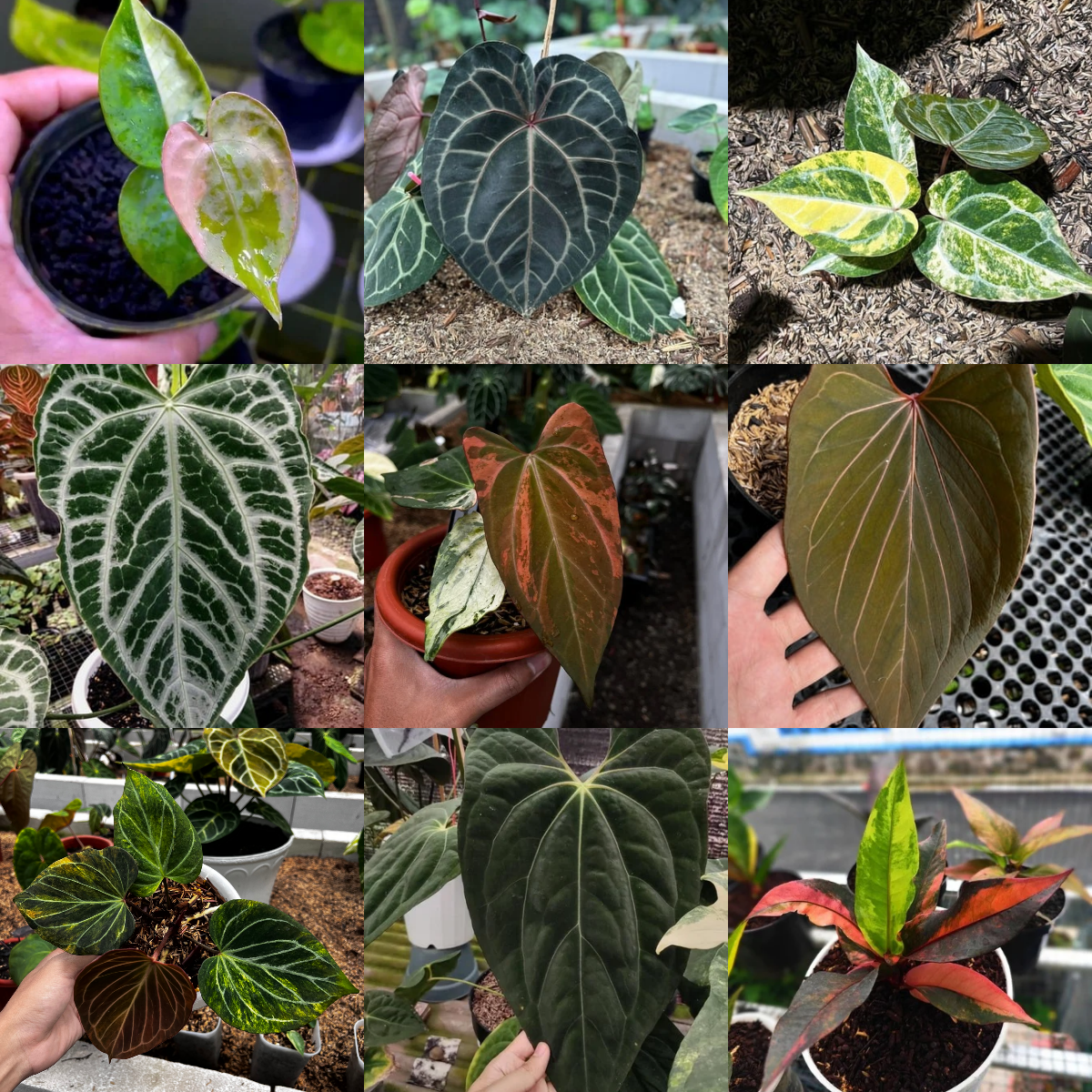【HS】アンスリウム　BWxBW Anthurium – Art Garden Flowers USA