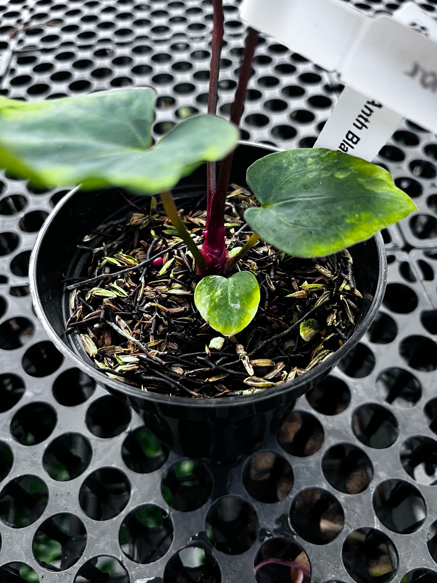 Anthurium Black Venom X Red Vein Dark Phoenix