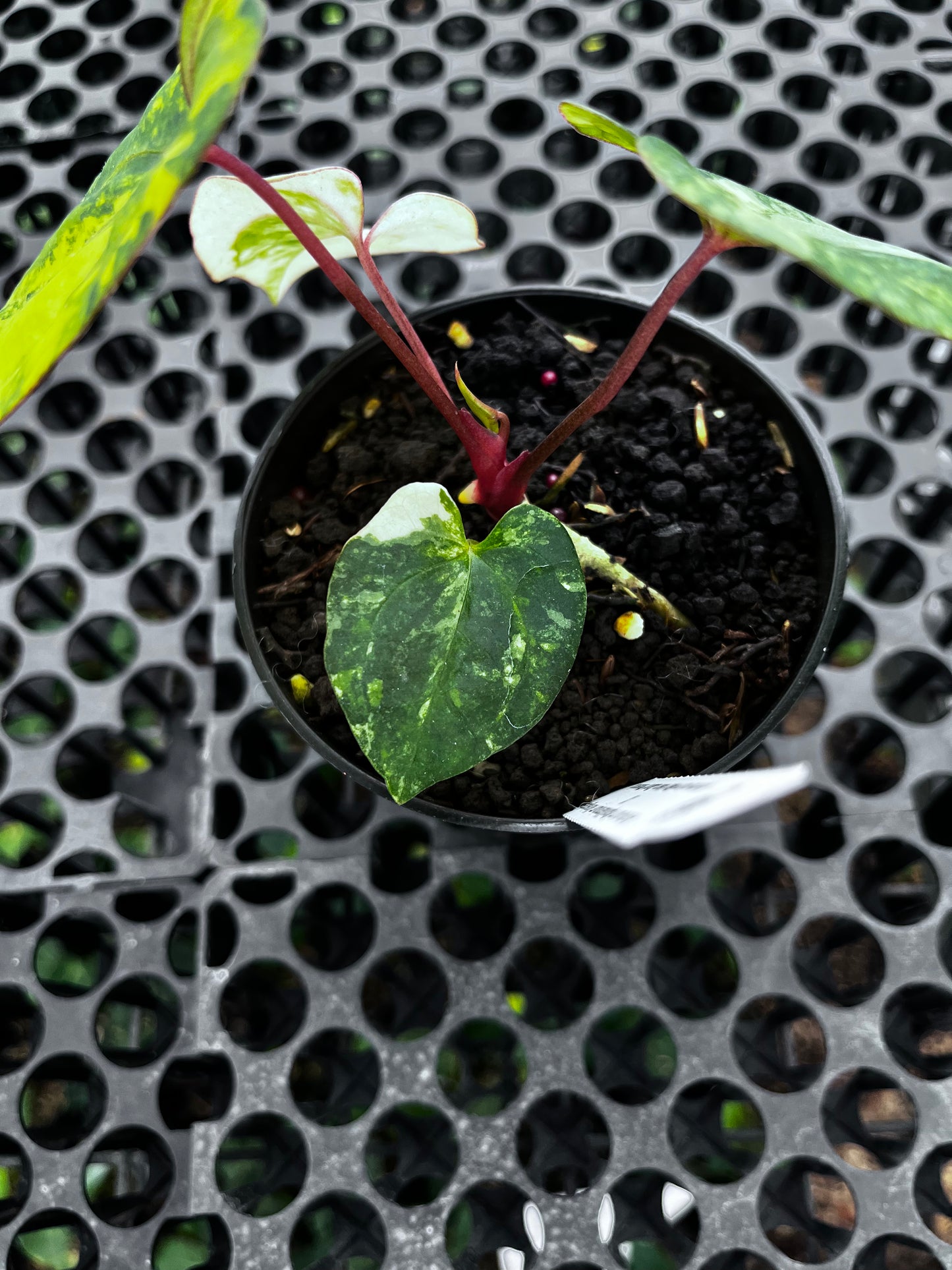 Anthurium Papilillaminun Variegated X Red Vein Dark Phoenix