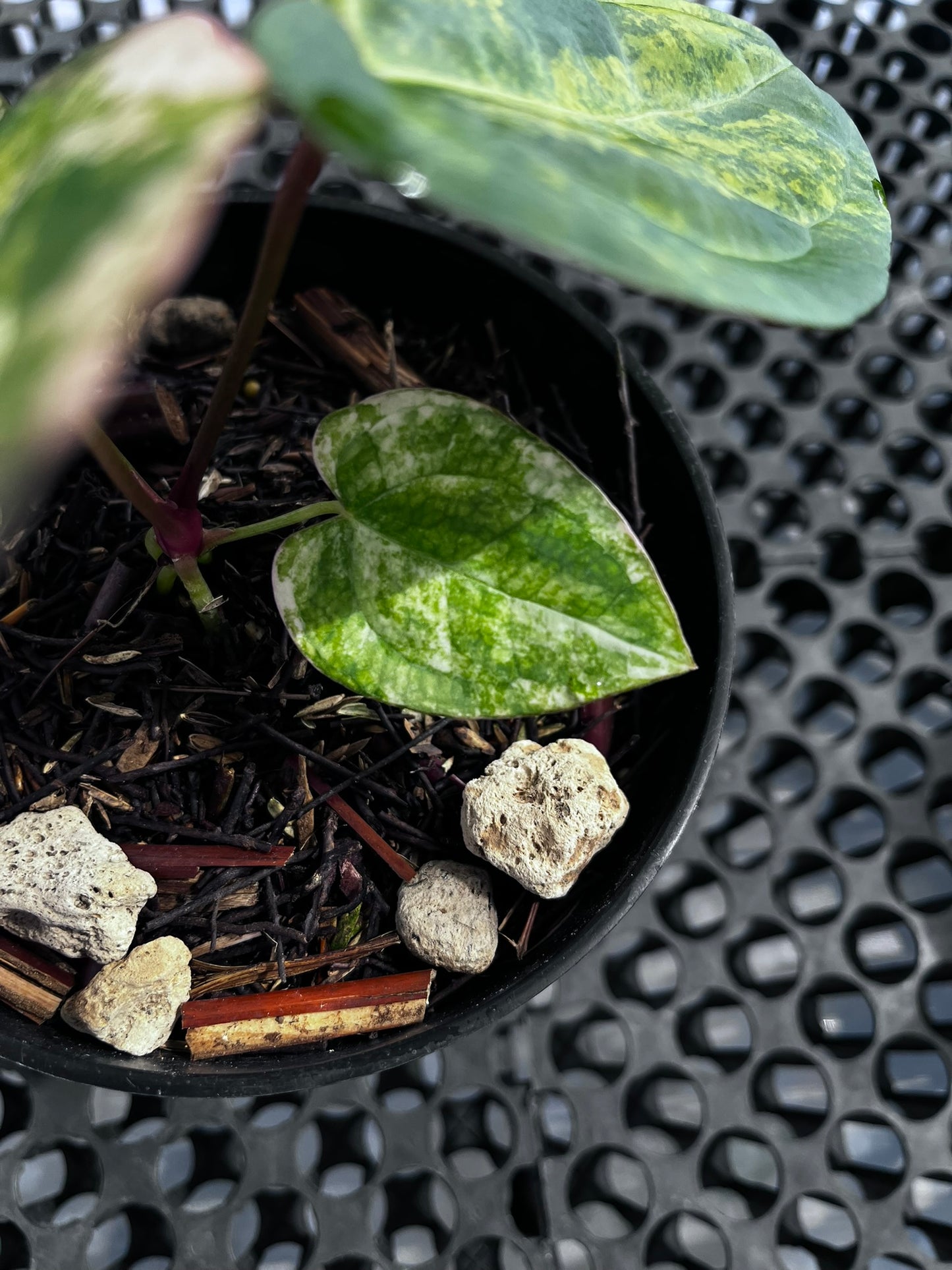 Anthurium Papillilaminum Variegated X Night Dragon