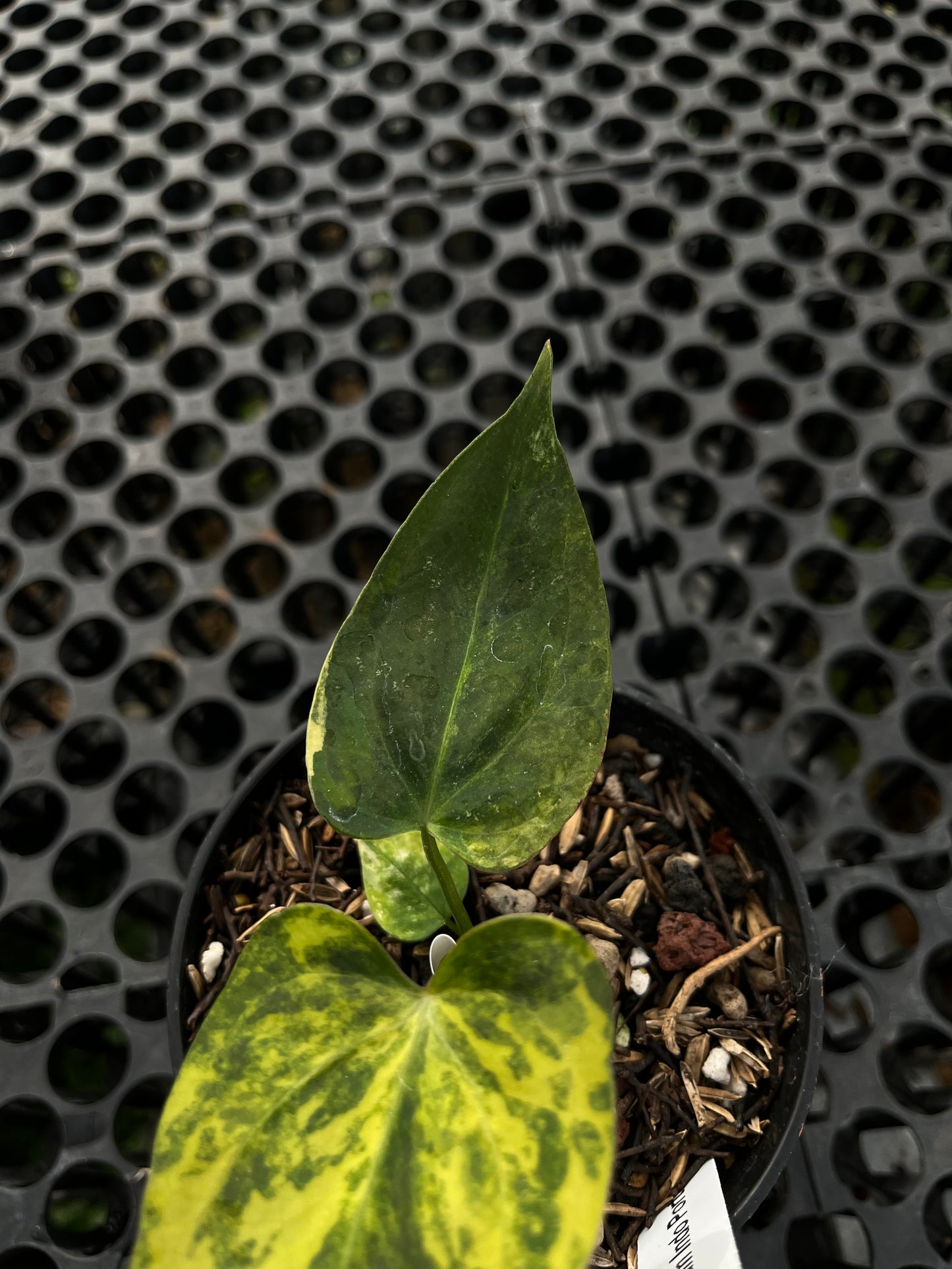 Anthurium Portillae Indo Type Variegated