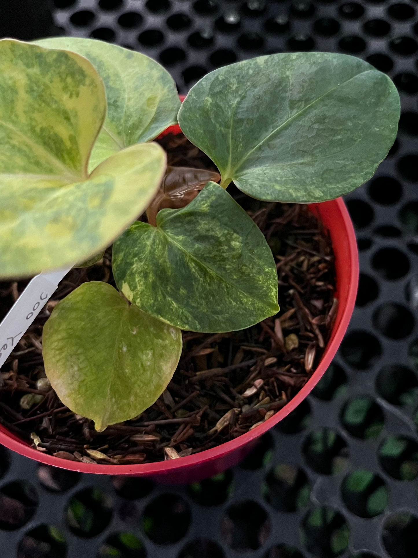 Anthurium Black Venom X Domino Var