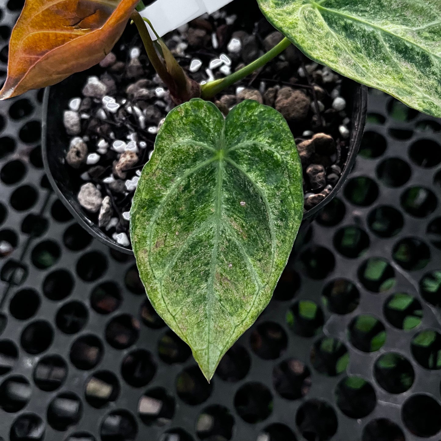 Anthurium Magnificum Platinum Variegated