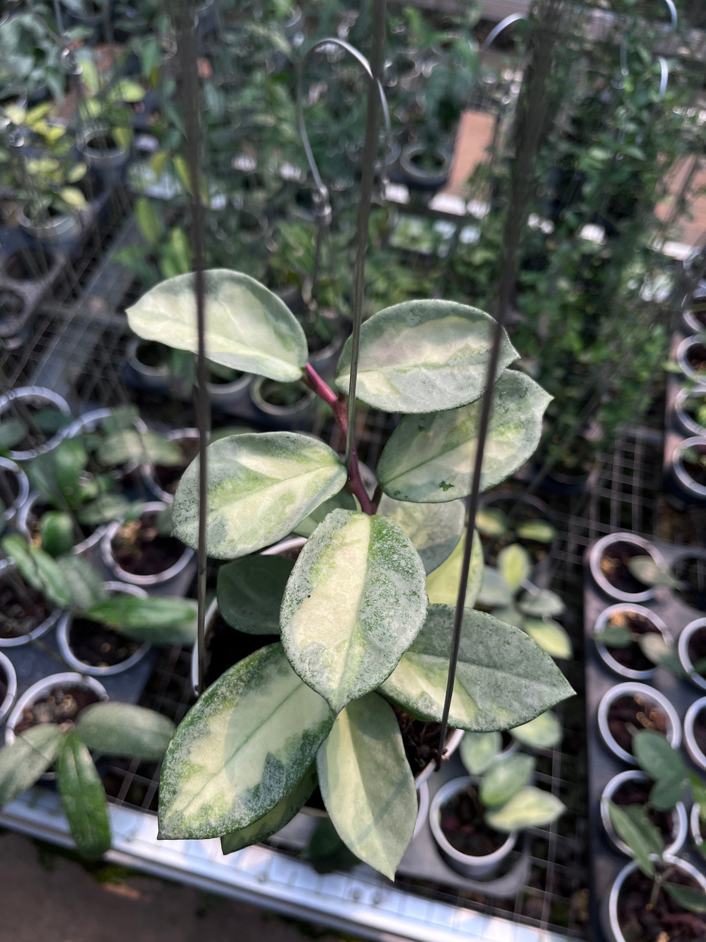 Hoya Argentea Princess
