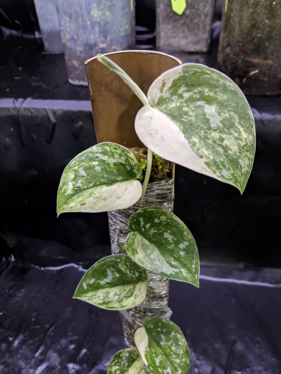 Scindapsus Argyreus Albo