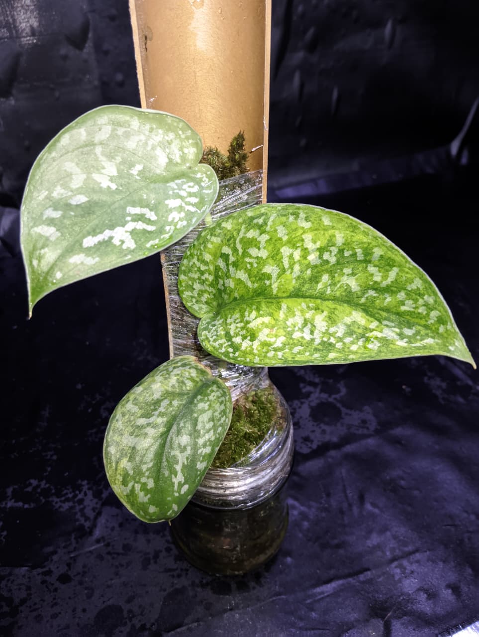 Scindapsus Argyreus Aurea