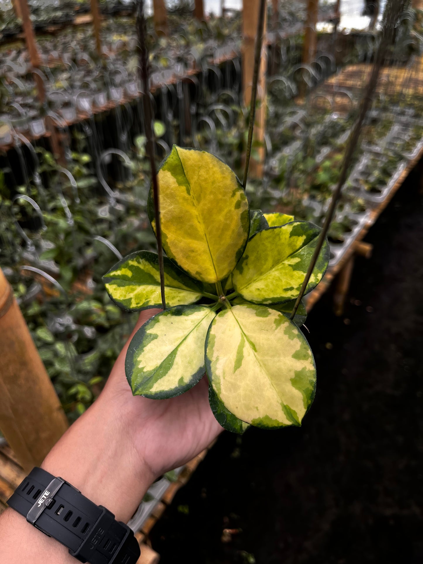 Hoya Australisa Lisa