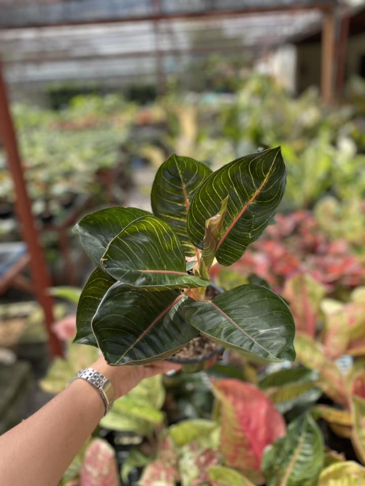 Aglaonema Black Moonlight