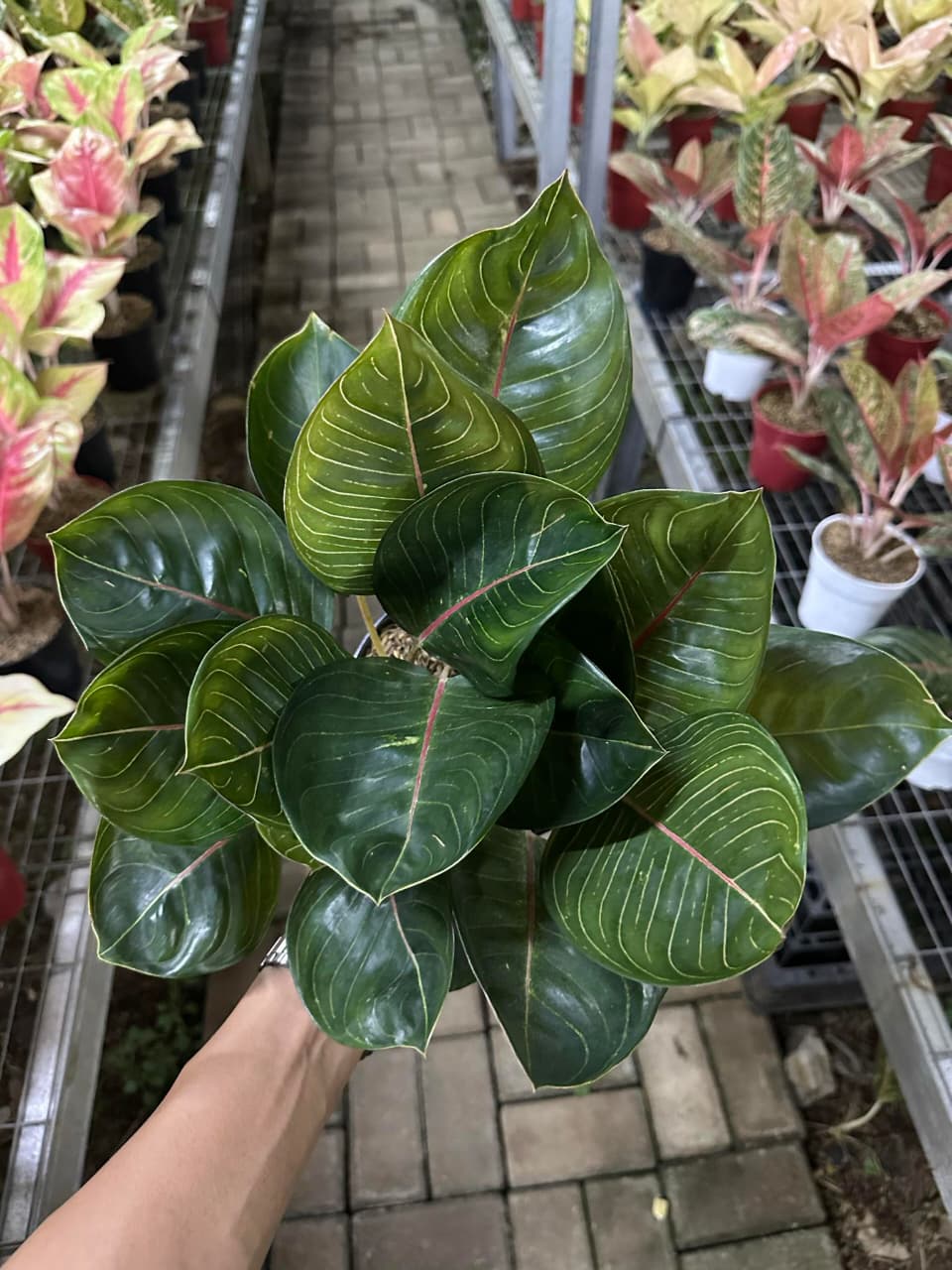 Aglaonema Black Moonlight  Art Garden Flowers USA