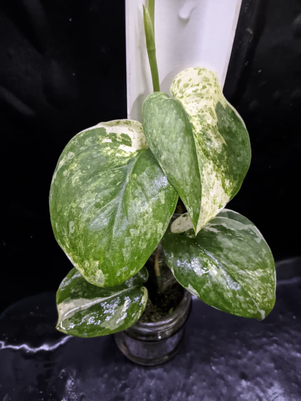 Scindapsus Black Dragon White