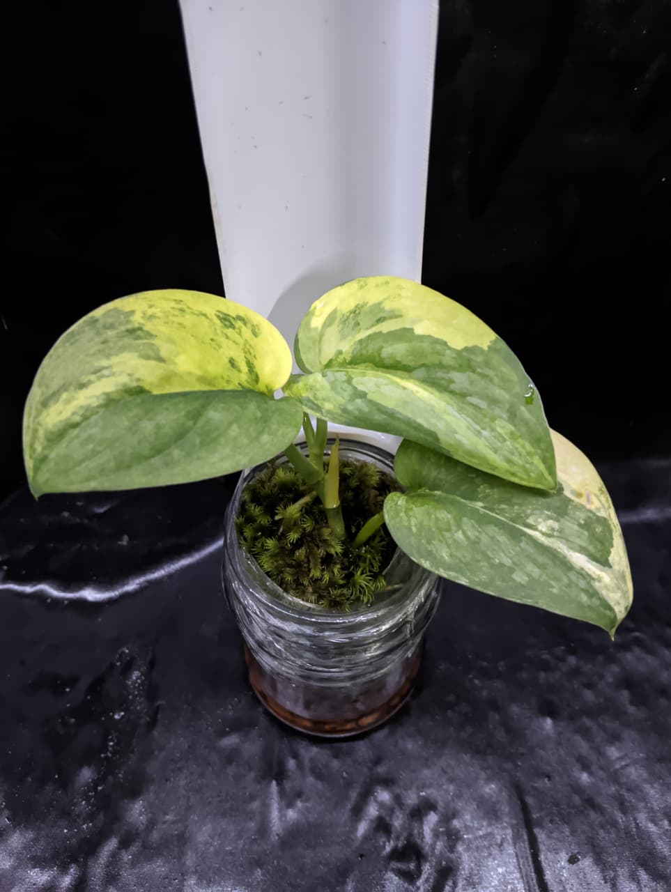 Scindapsus Black Dragon Aurea