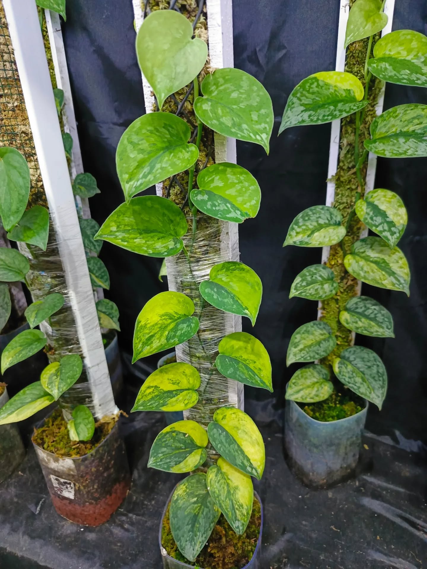 Scindapsus Chakra Buana