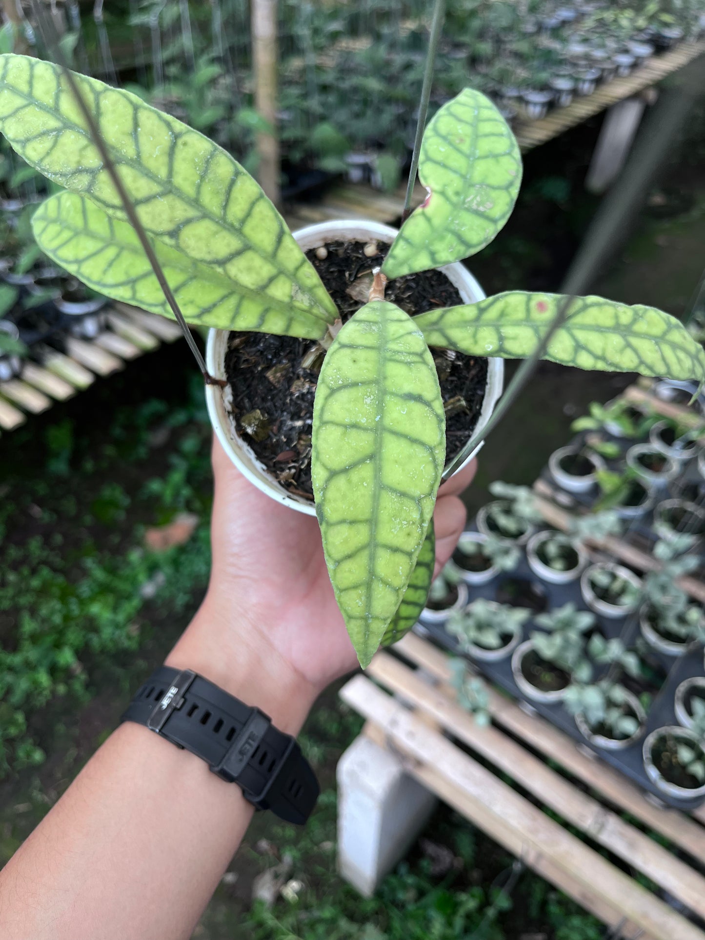 Hoya Callistophylla Long Leaves
