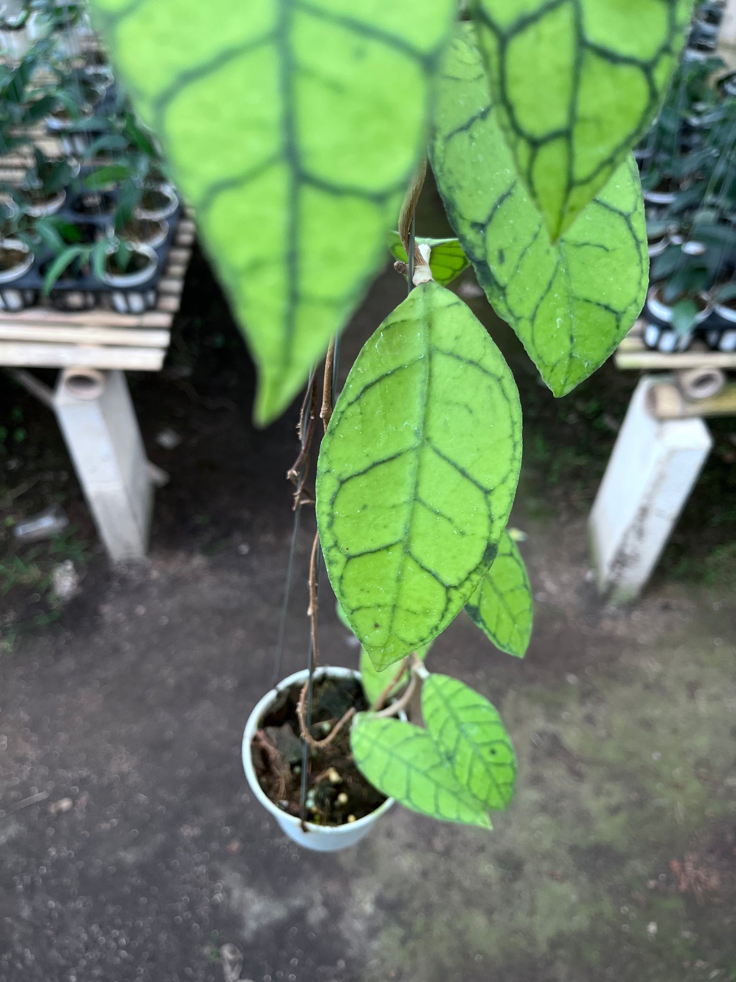 Hoya Callistophylla Original