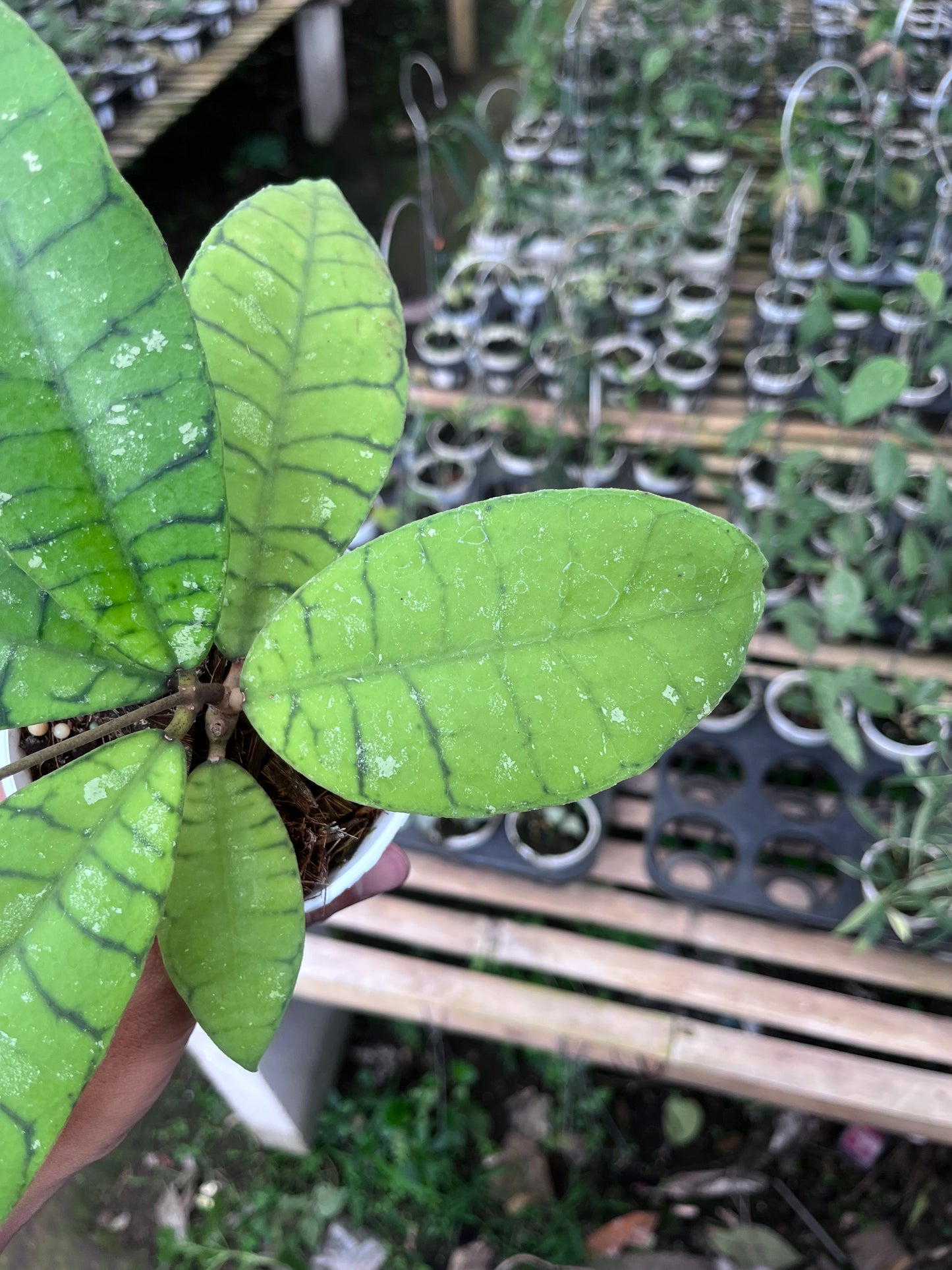 Hoya Callistophylla Sekadaw