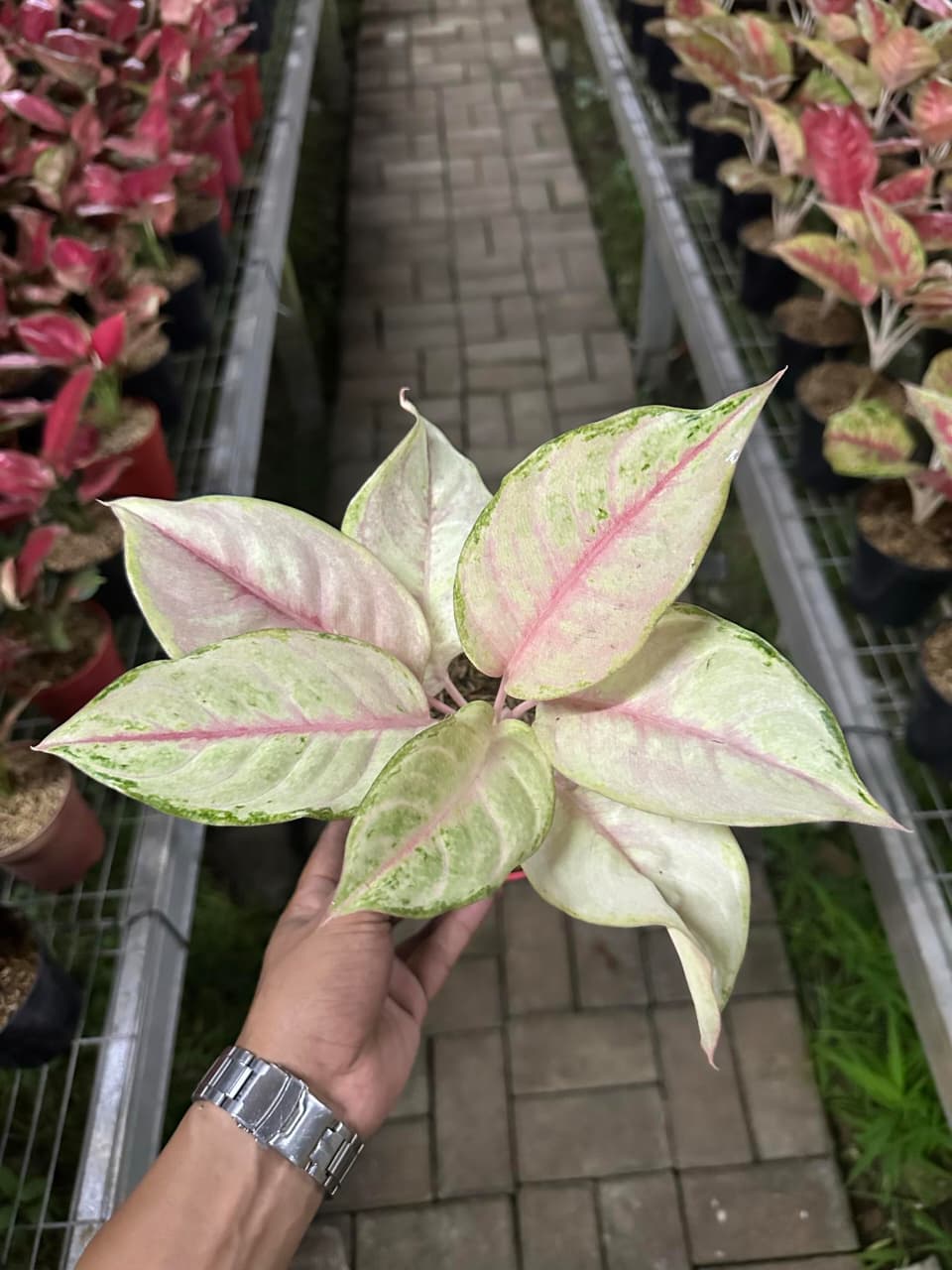 Aglaonema Cinderella