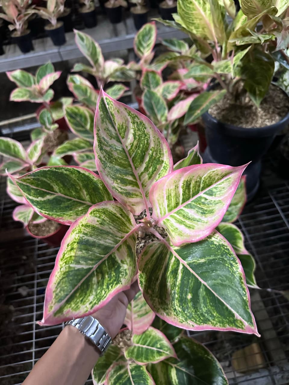Aglaonema Dejavu