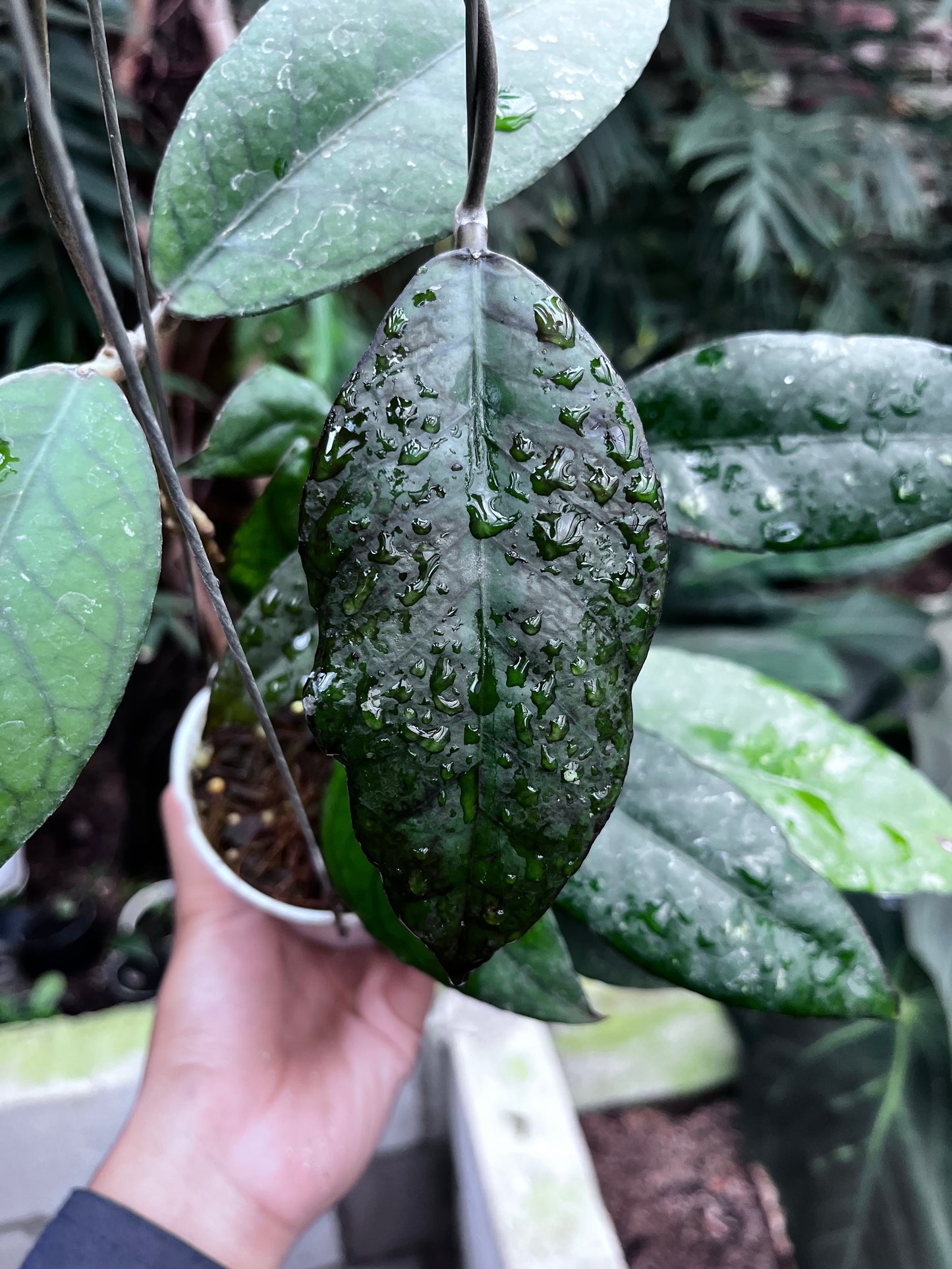 Hoya Sp Aceh Black Octopus