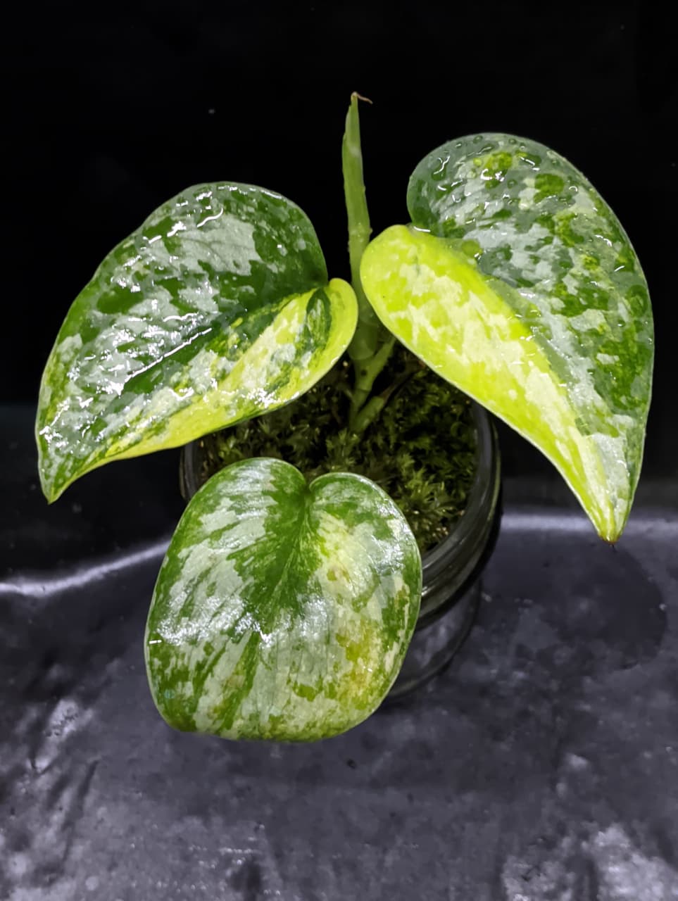 Scindapsus Exotica Geulis – Art Garden Flowers USA