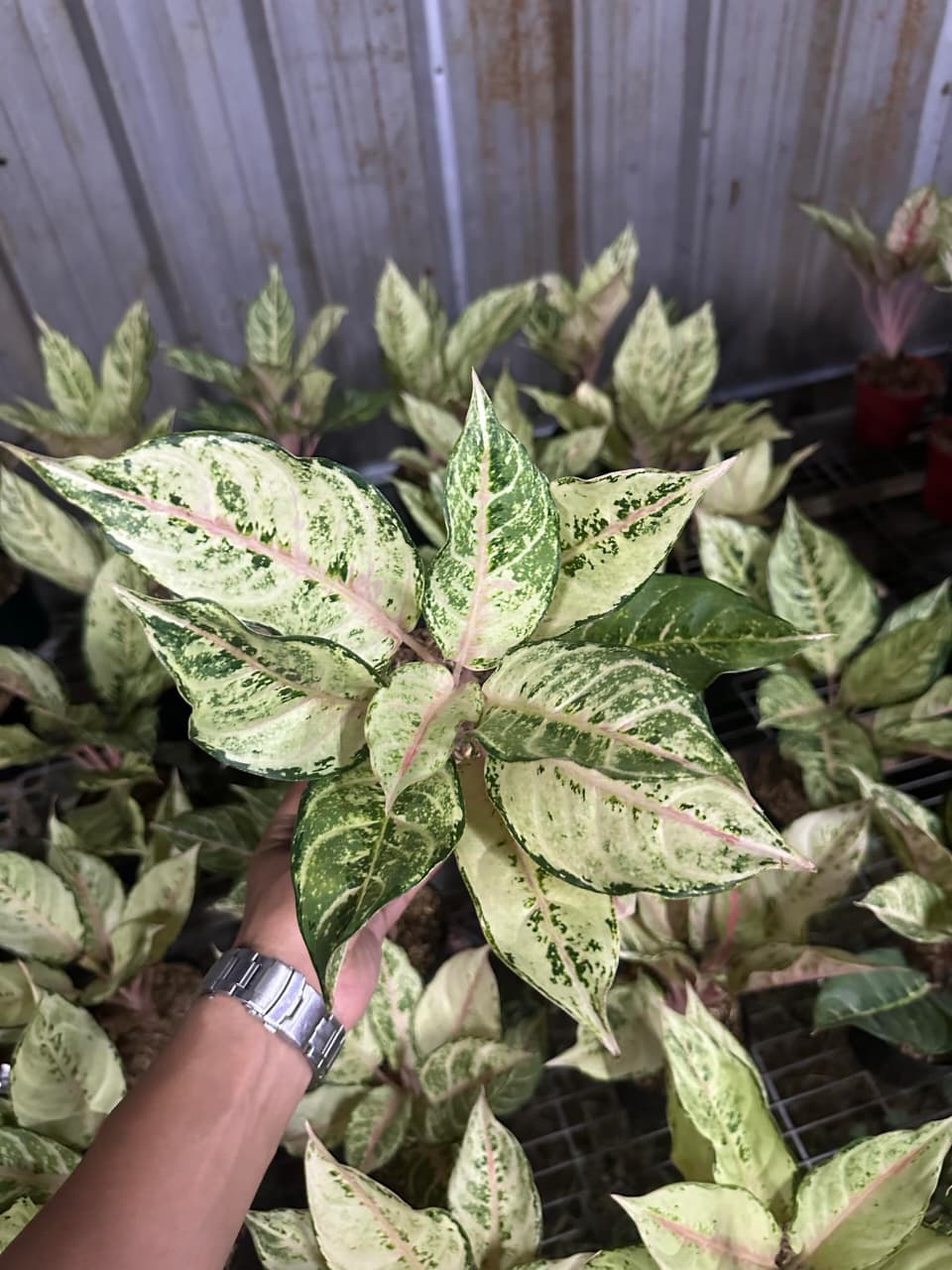 Aglaonema Frozen