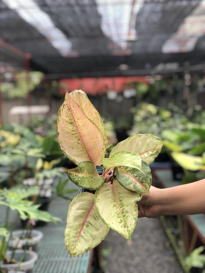 aglaonema for sale usa Aglaonema Frozen