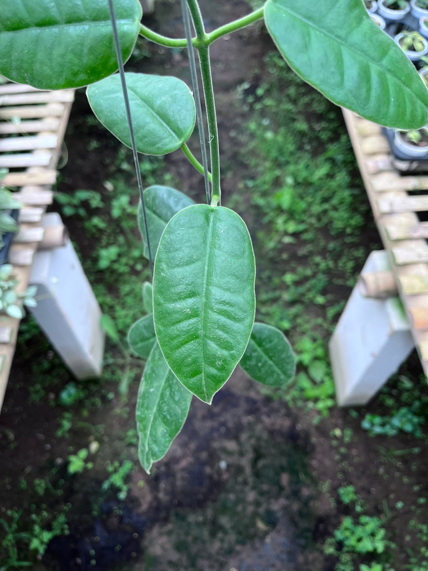 Hoya Gigas