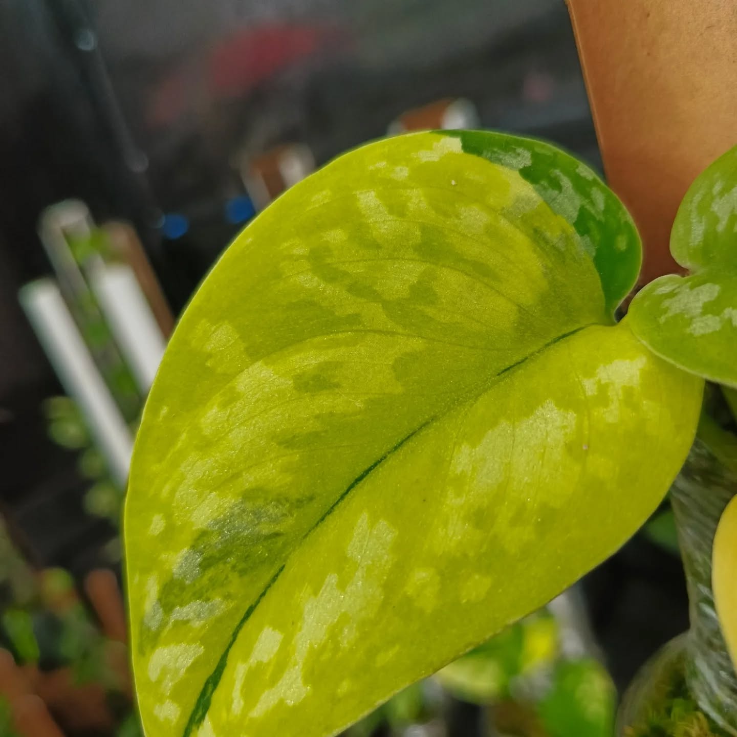 Scindapsus Green Diamond