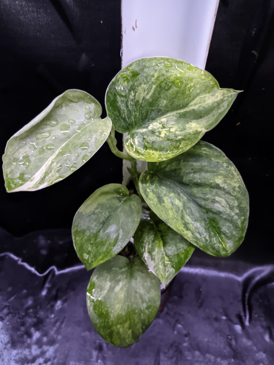 Scindapsus Green Dragon