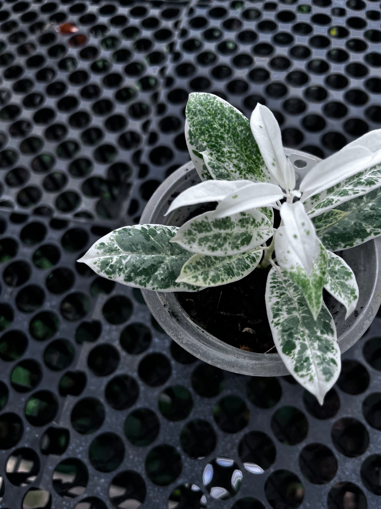 Hoya Multiflora Pandawa