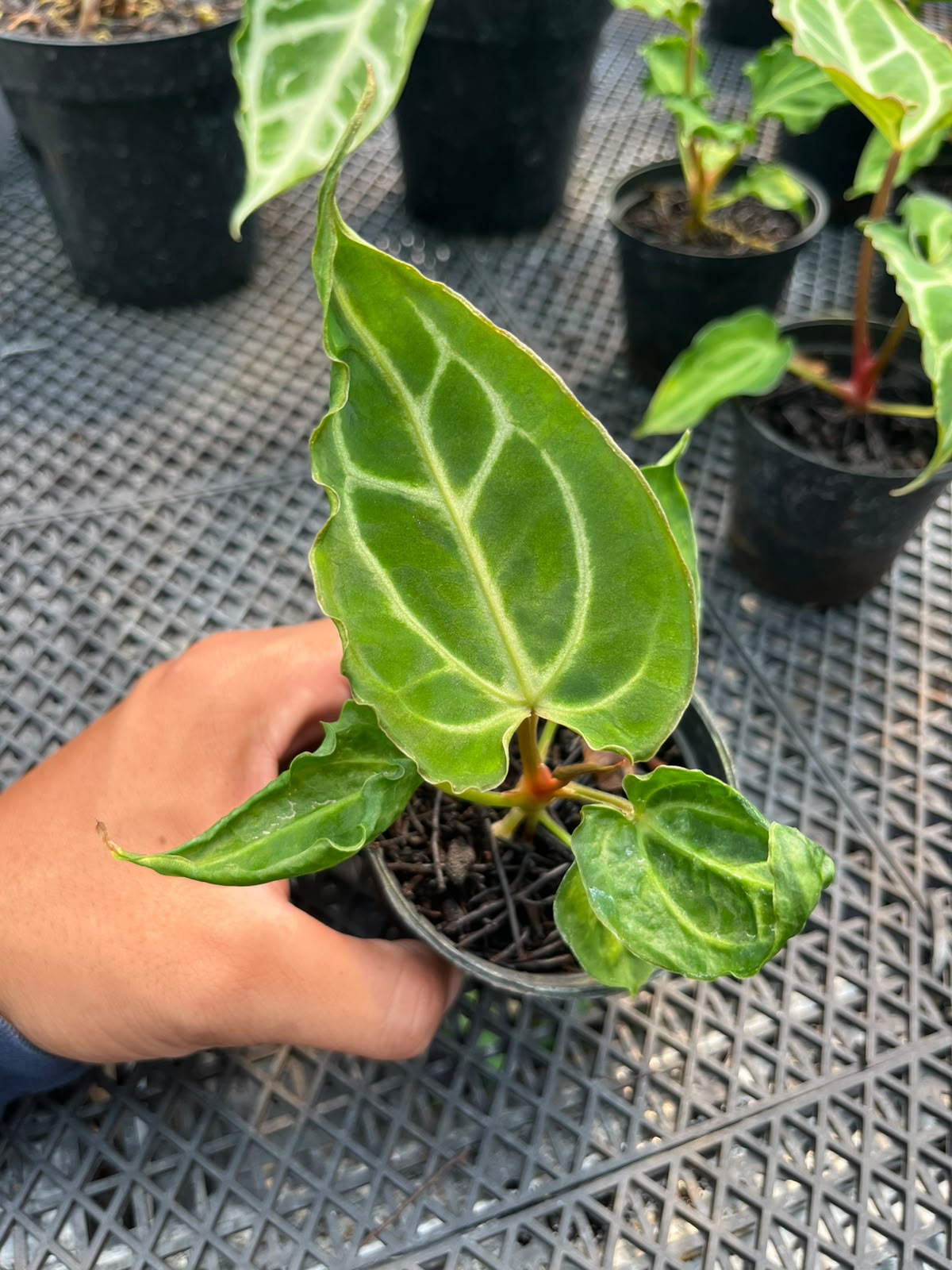 Anthurium Carla X MuchlisXPapilillaminum
