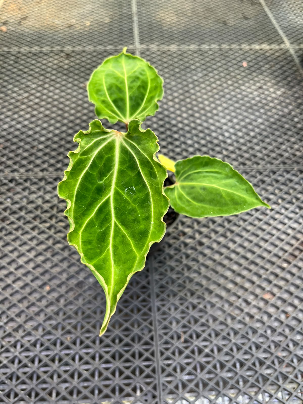 Anthurium Papilillaminum Variegated X Muchlis