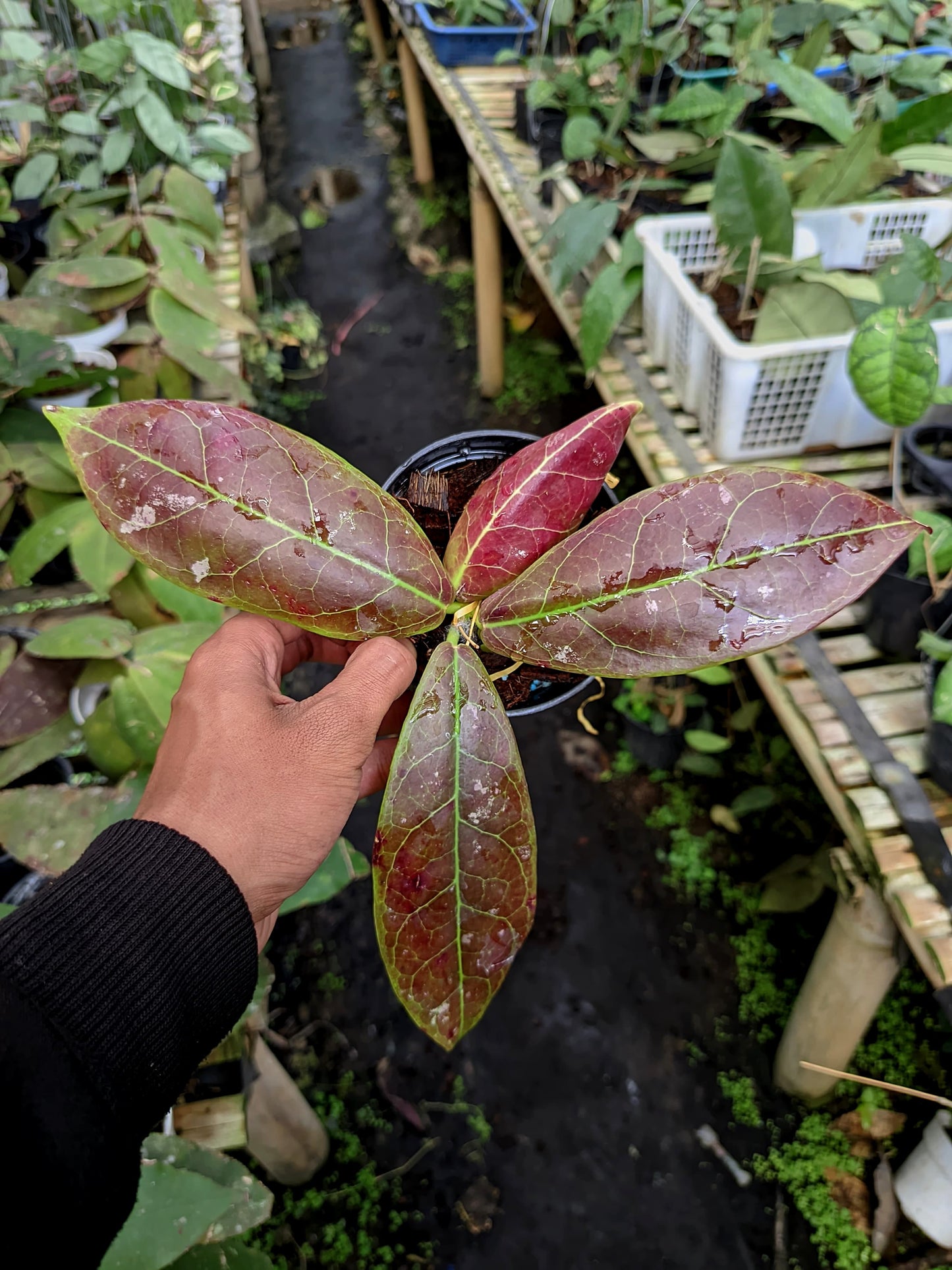 Hoya Buntokensis Red