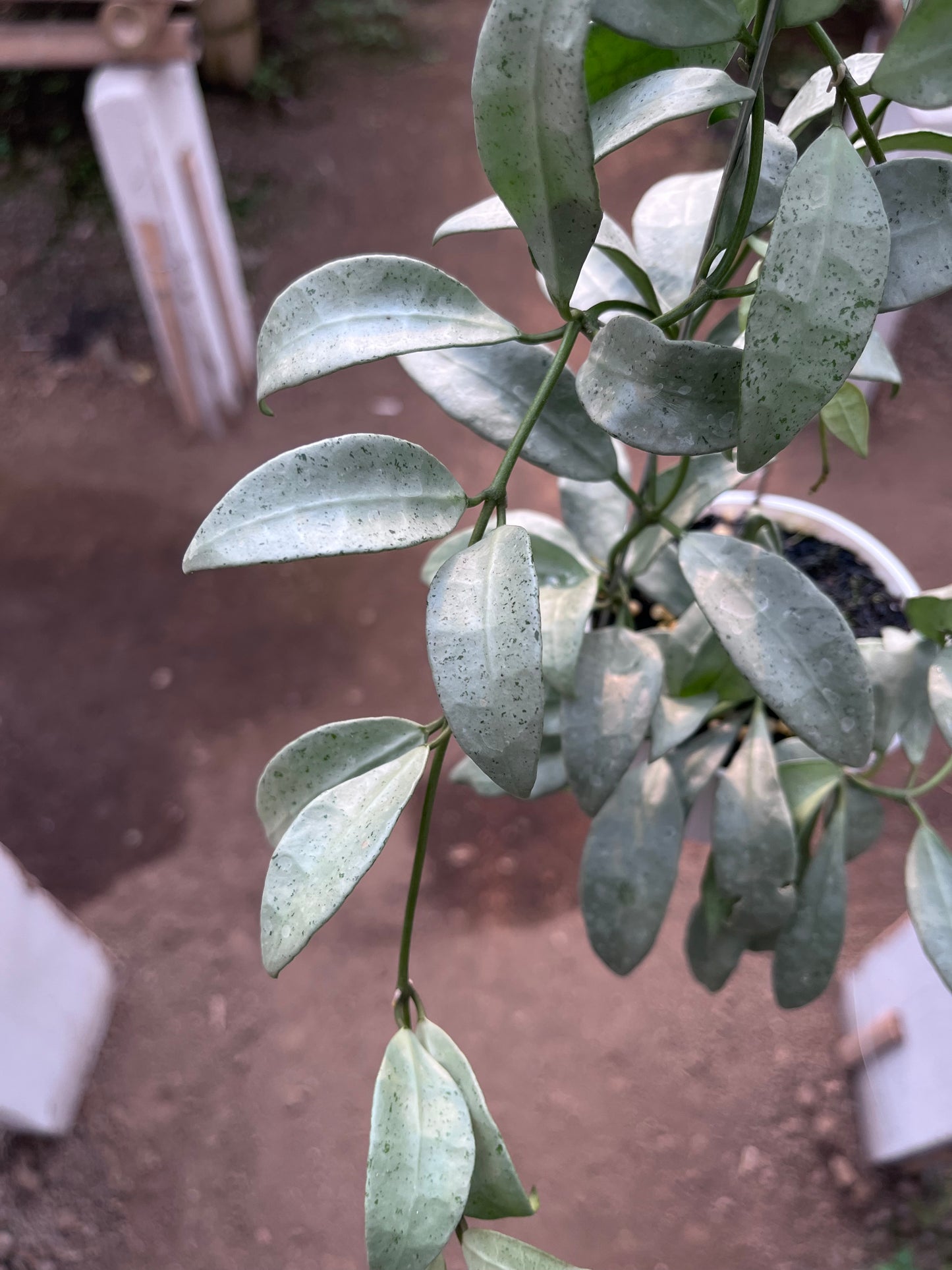 Hoya Lacunosa Silvana
