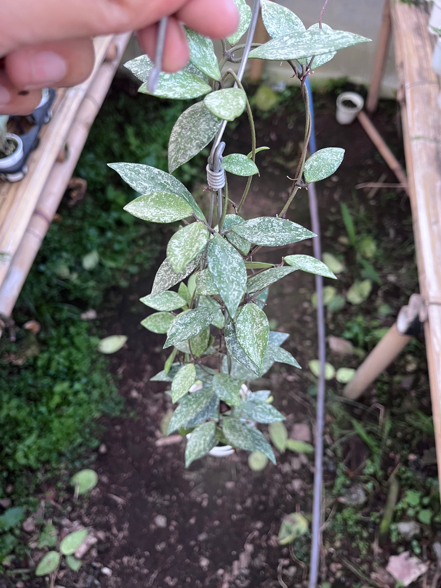 Hoya Sp Cianjur High Splash