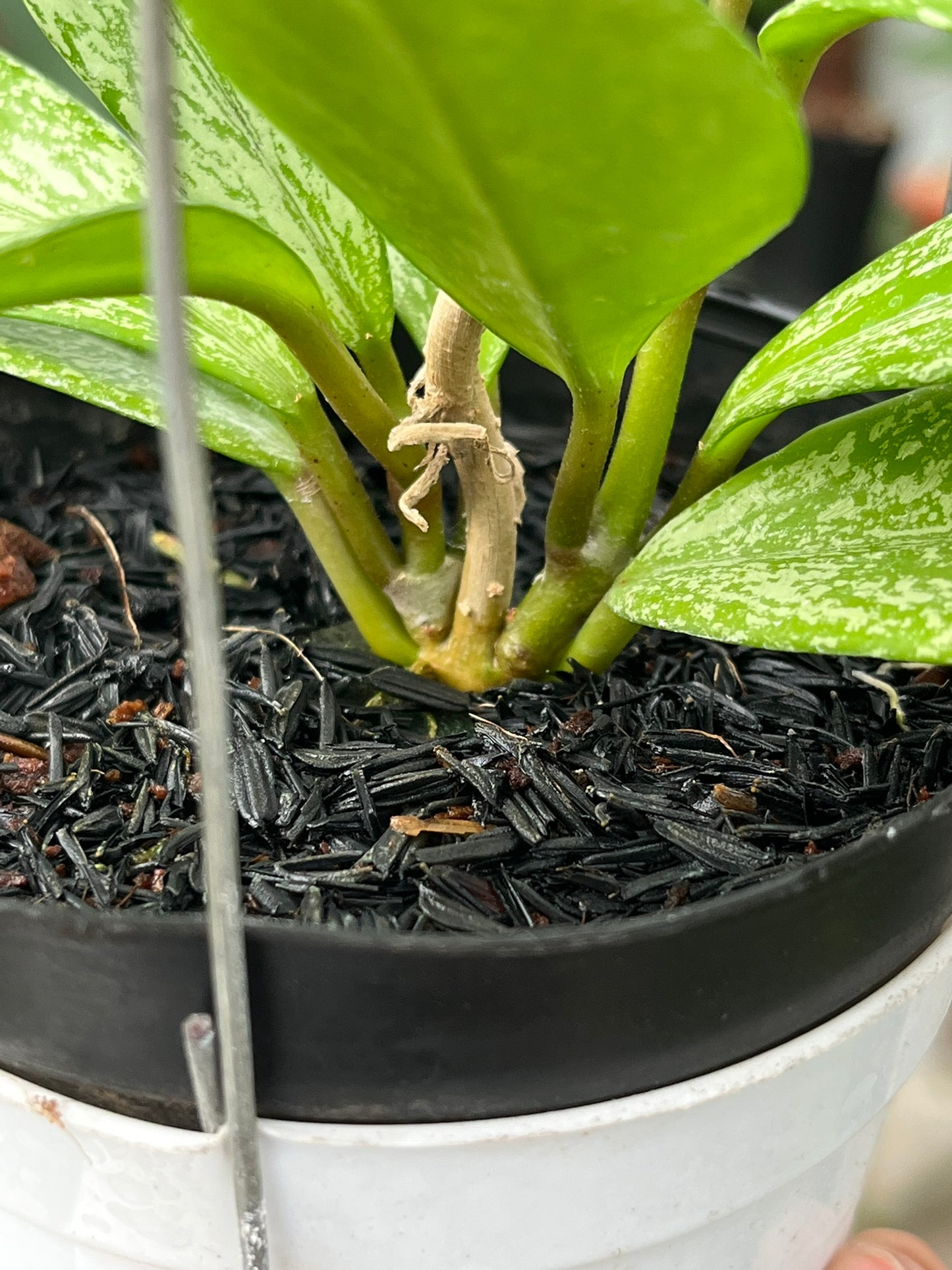 Hoya Pubycalix Splash