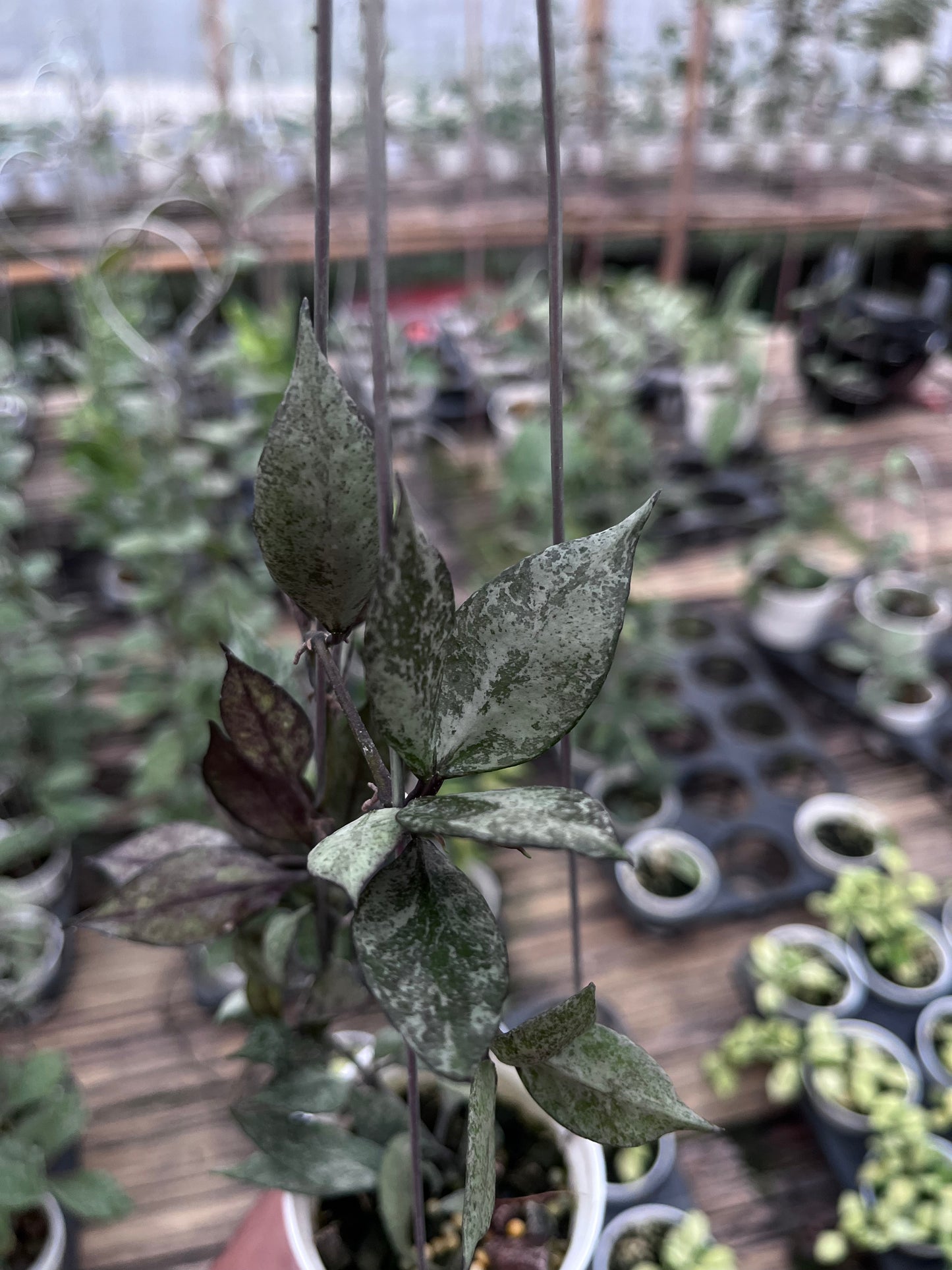 Hoya Lacunosa Black Pearl