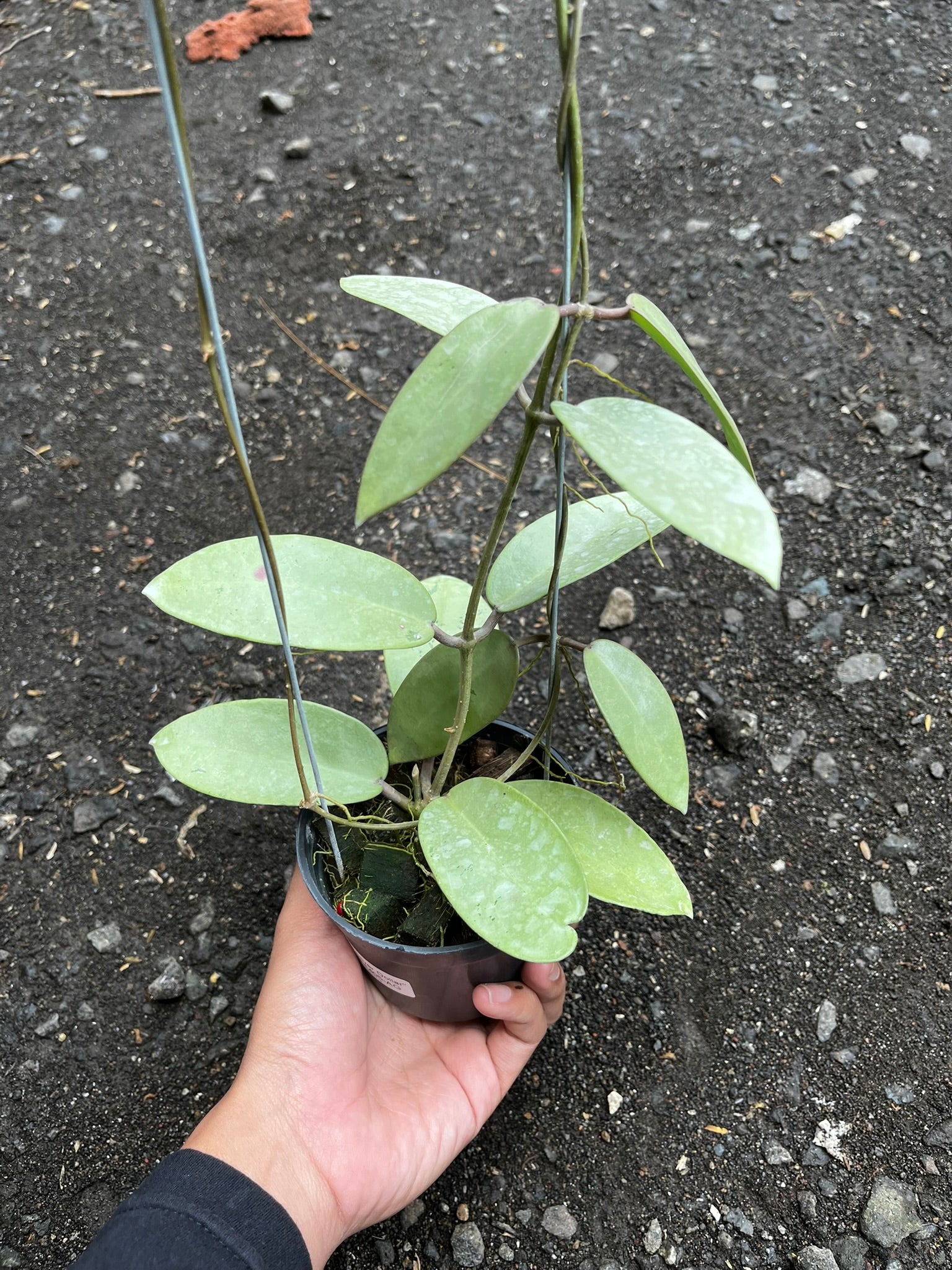 Hoya Silver Dollar