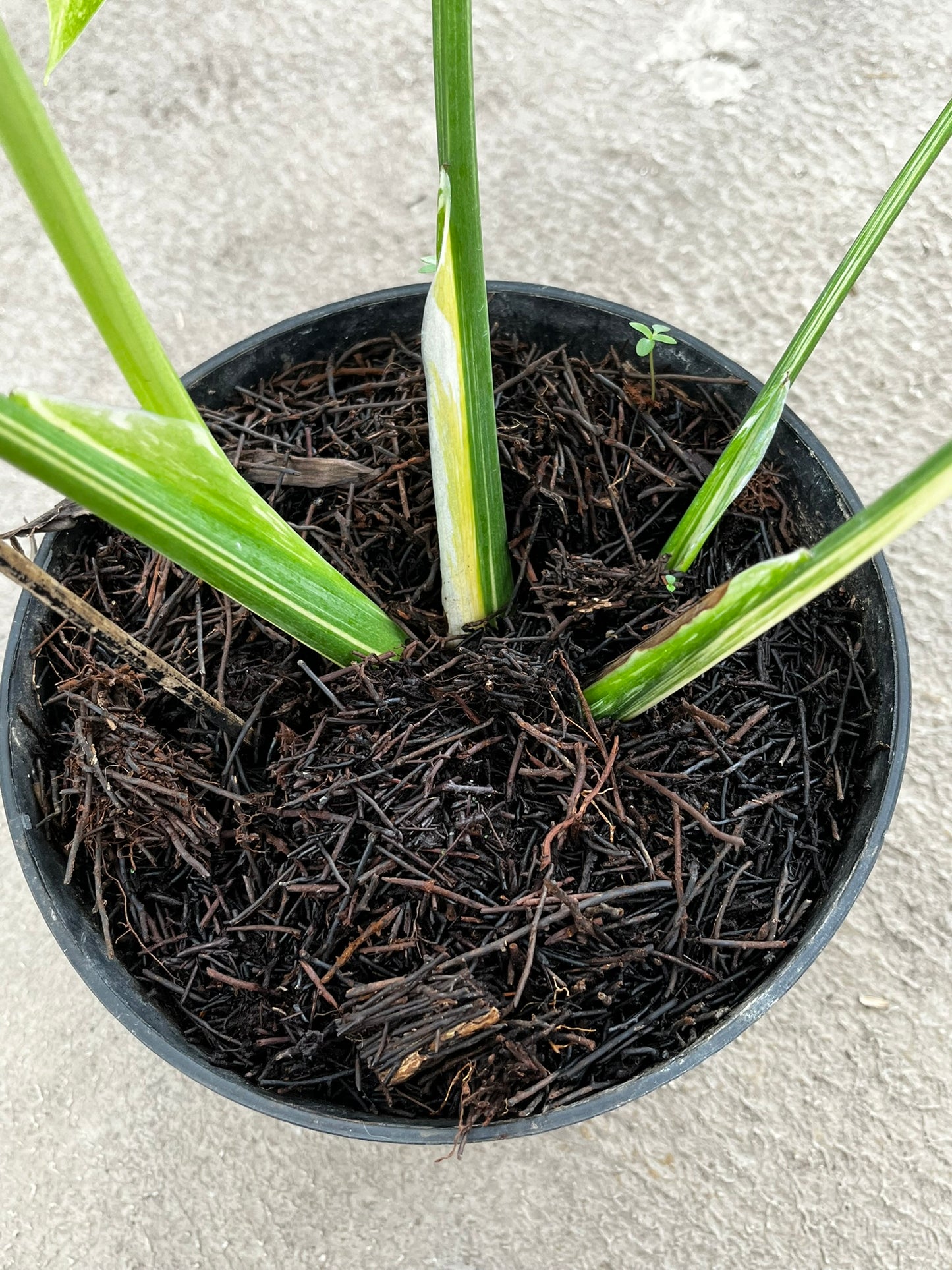 Monstera Thai Constellation