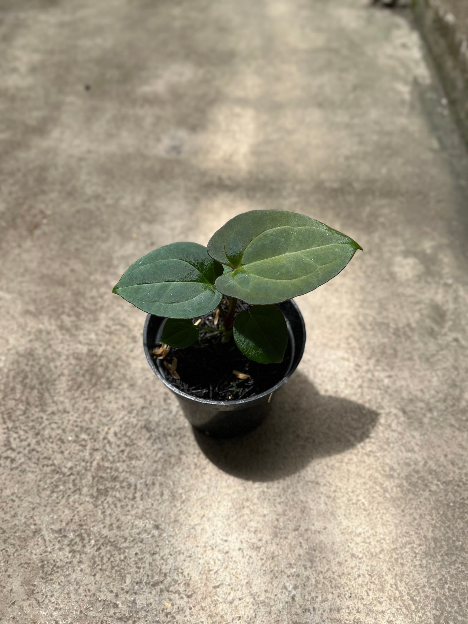 Anthurium Forgetii