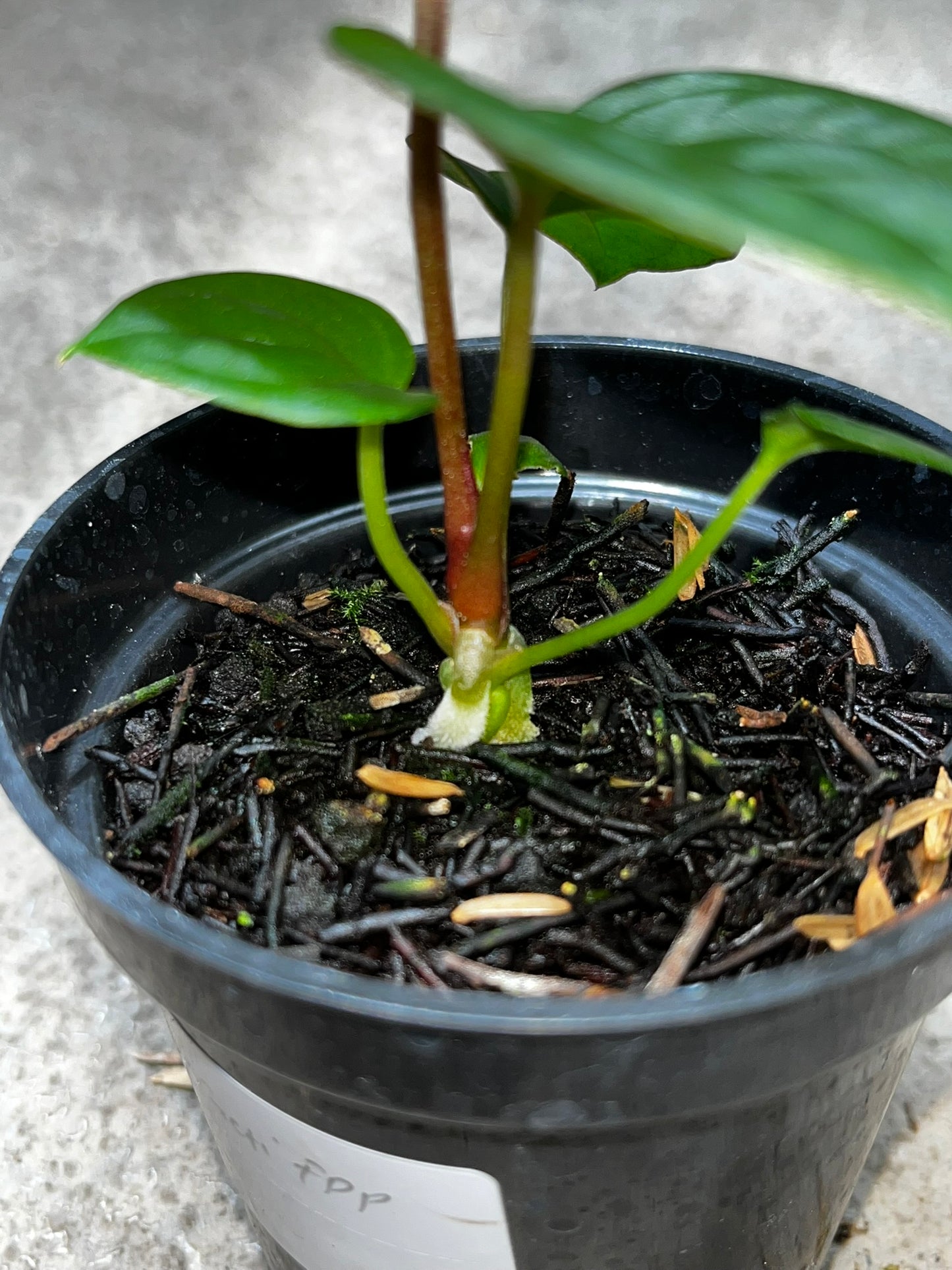 Anthurium Forgetii