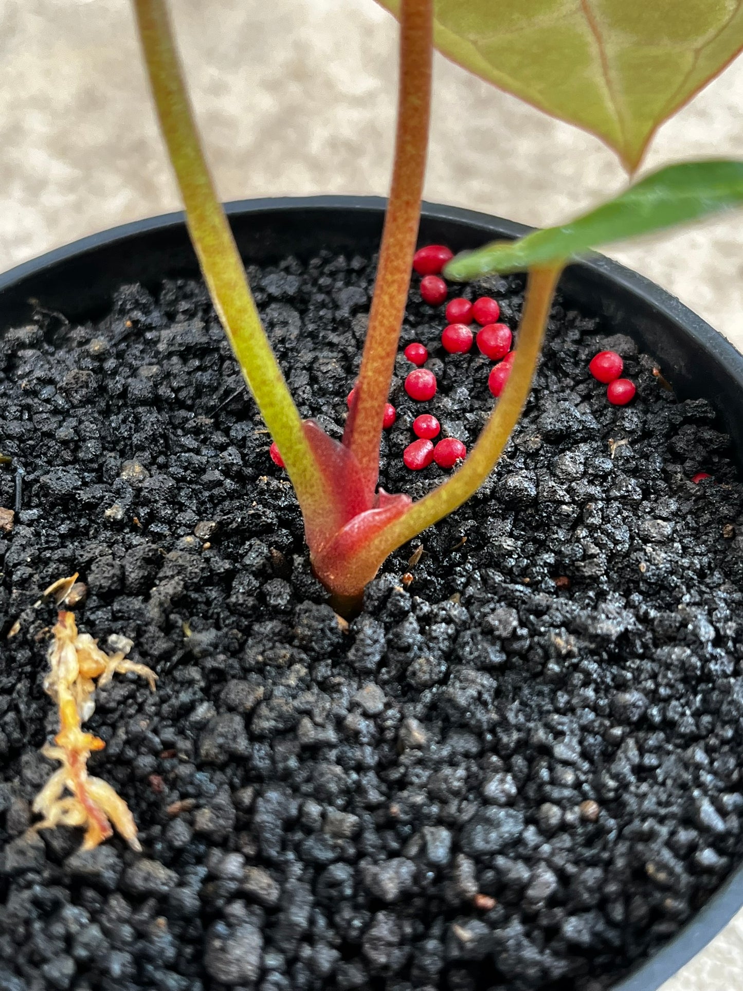 Anthurium Michelle Self