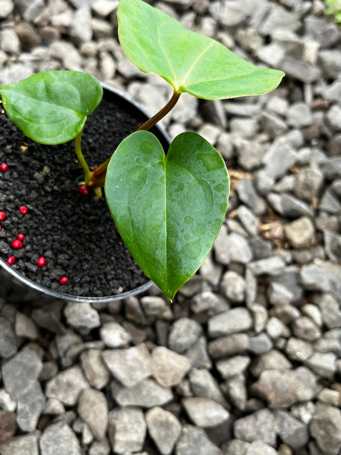 Anthurium Lagogatun X K.O.S