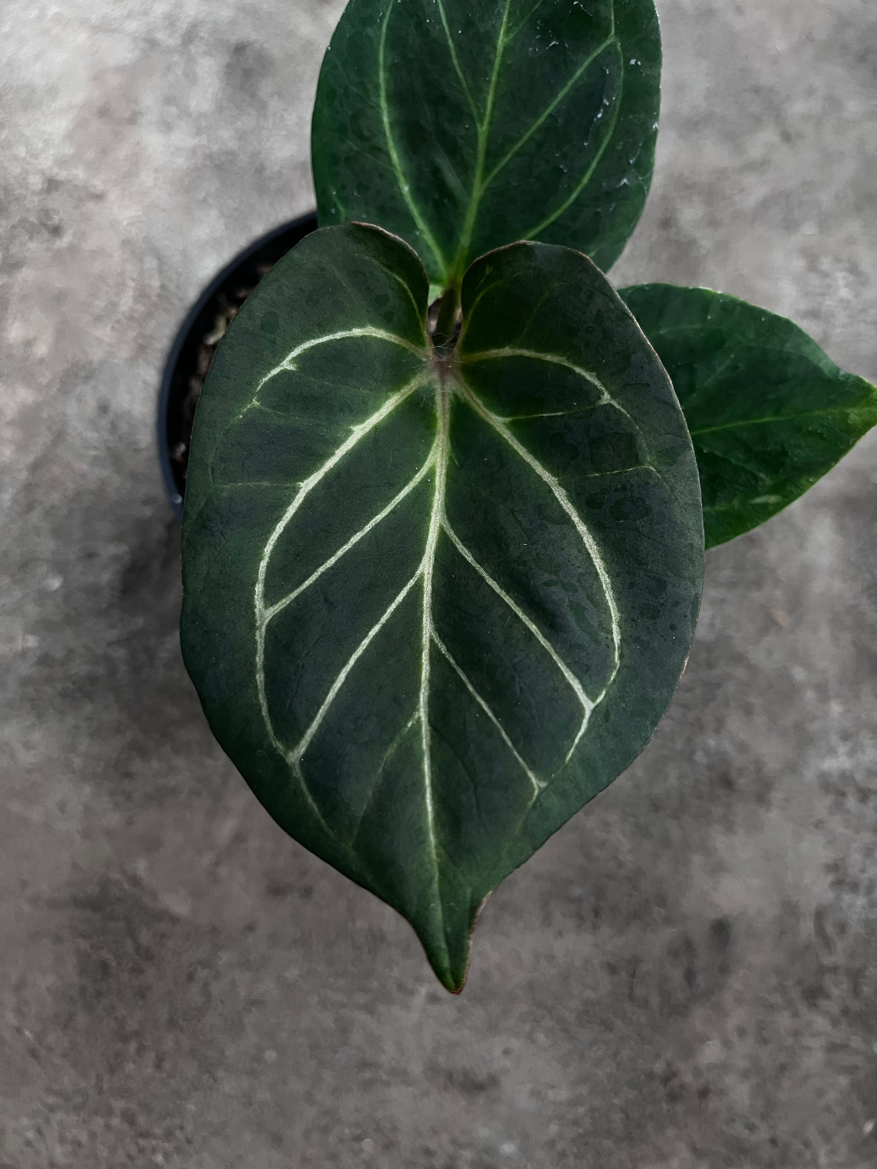 Anthurium King Of Spades (medium) – Art Garden Flowers USA