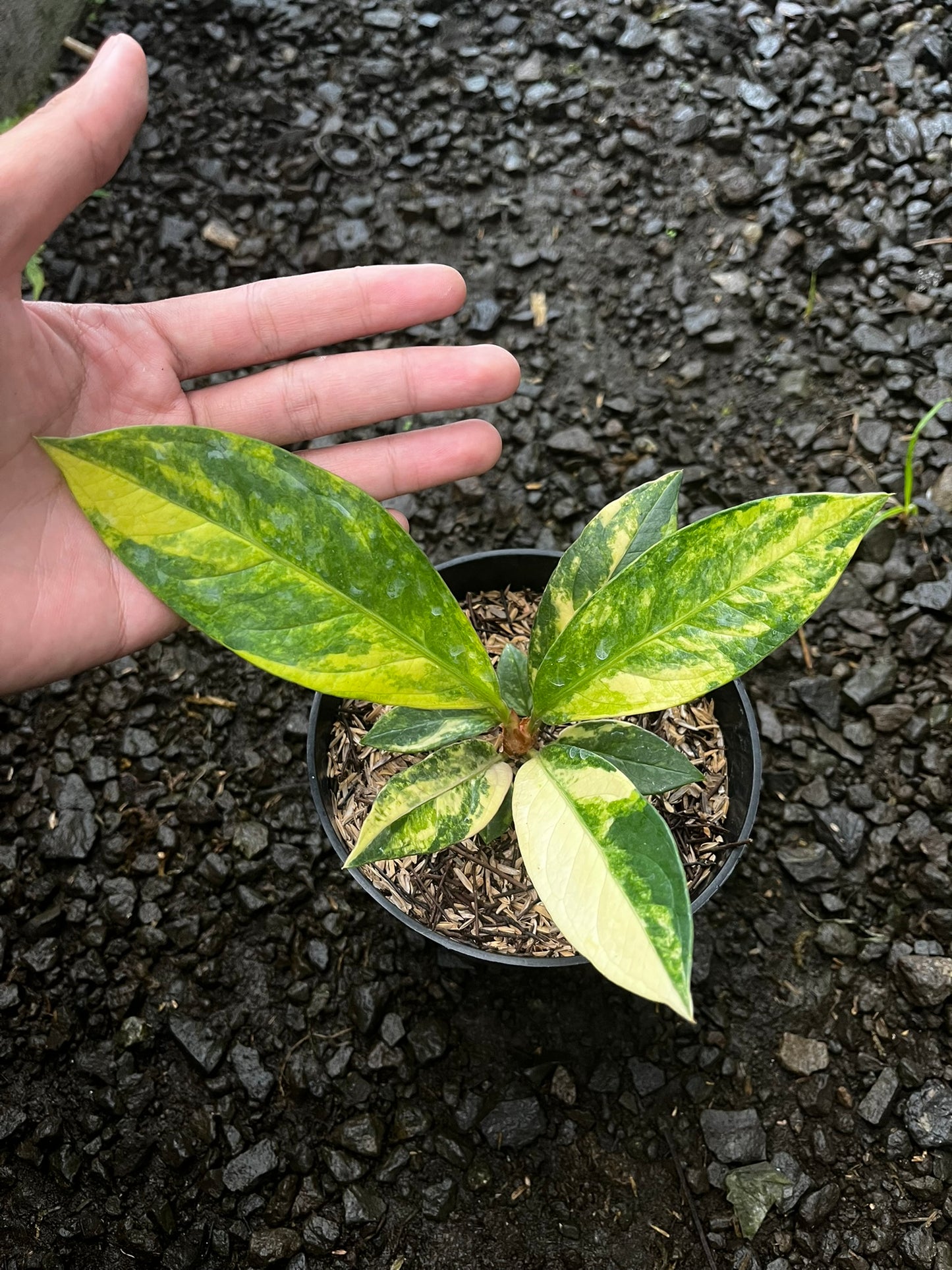 Anthurium Jemanii Variegated Small