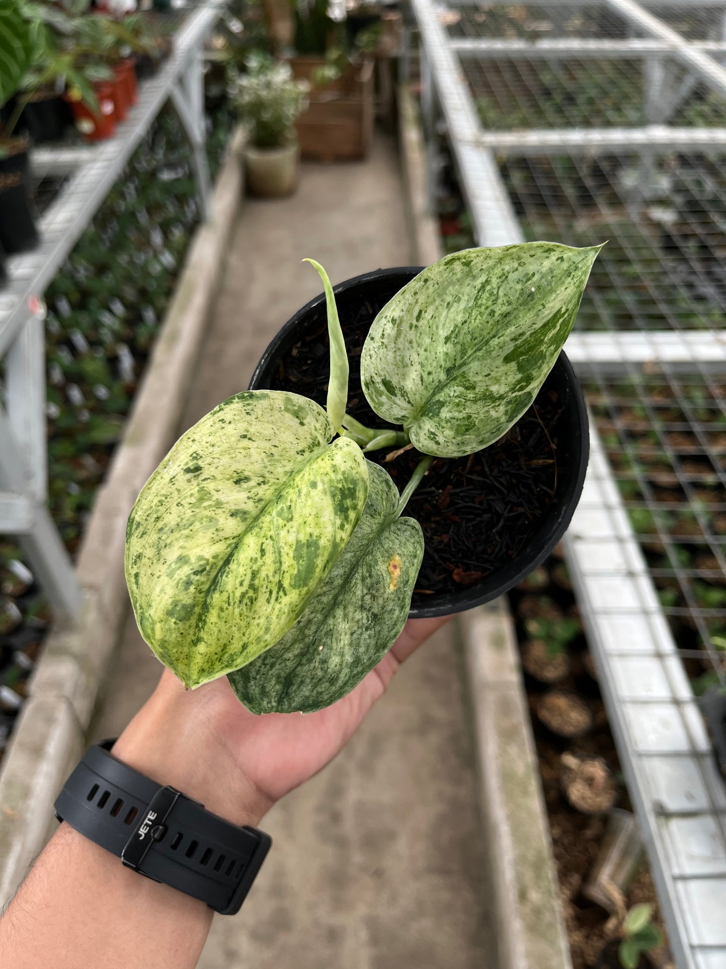 Scindapsus creme brulee