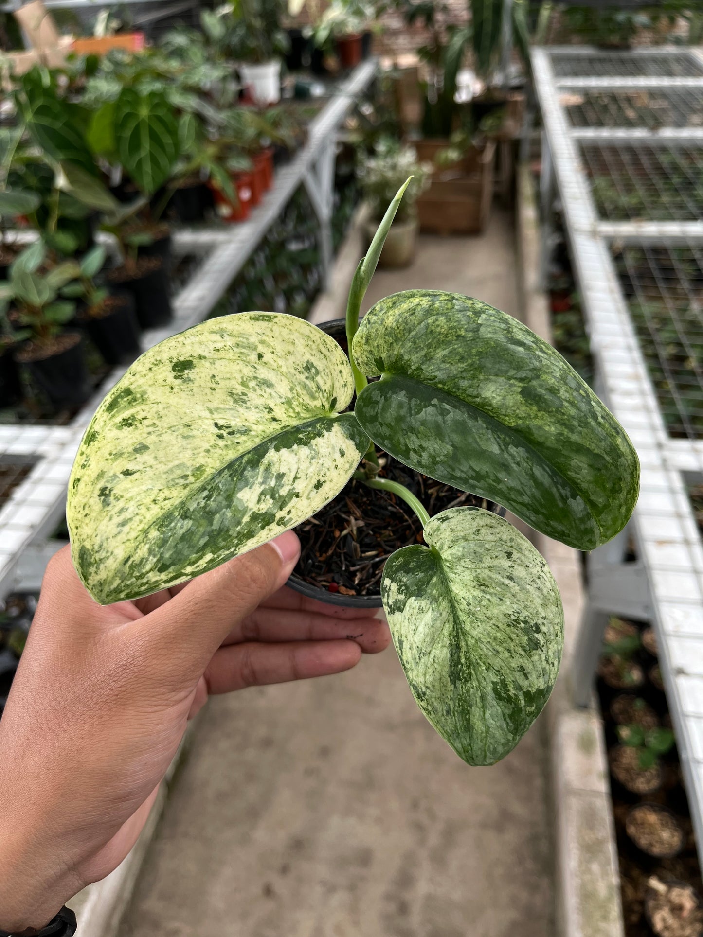 Scindapsus silver cloud