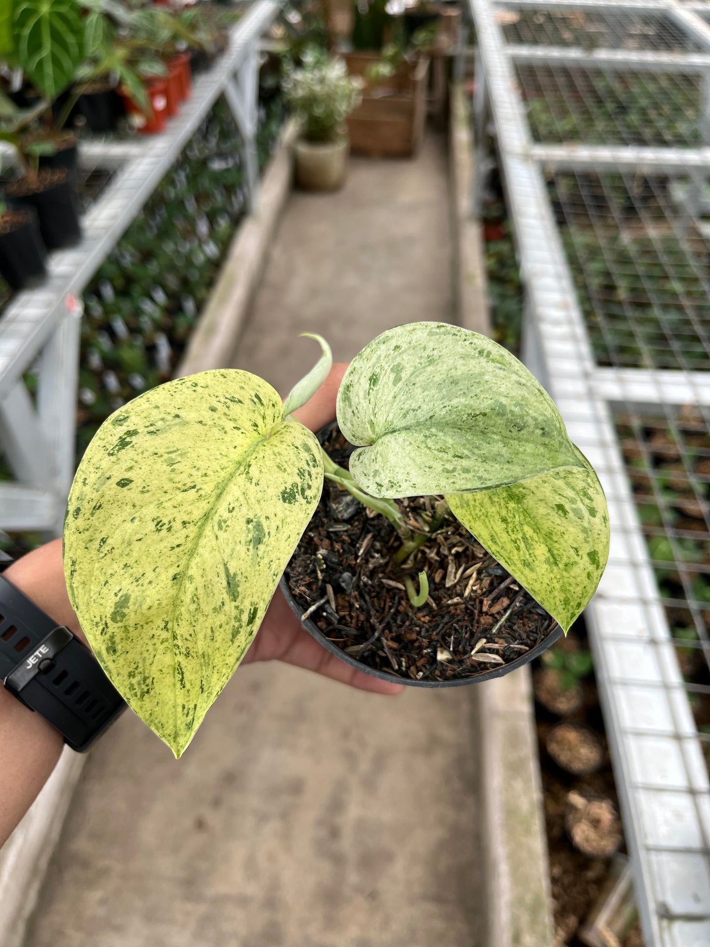 Scindapsus creme brulee 1