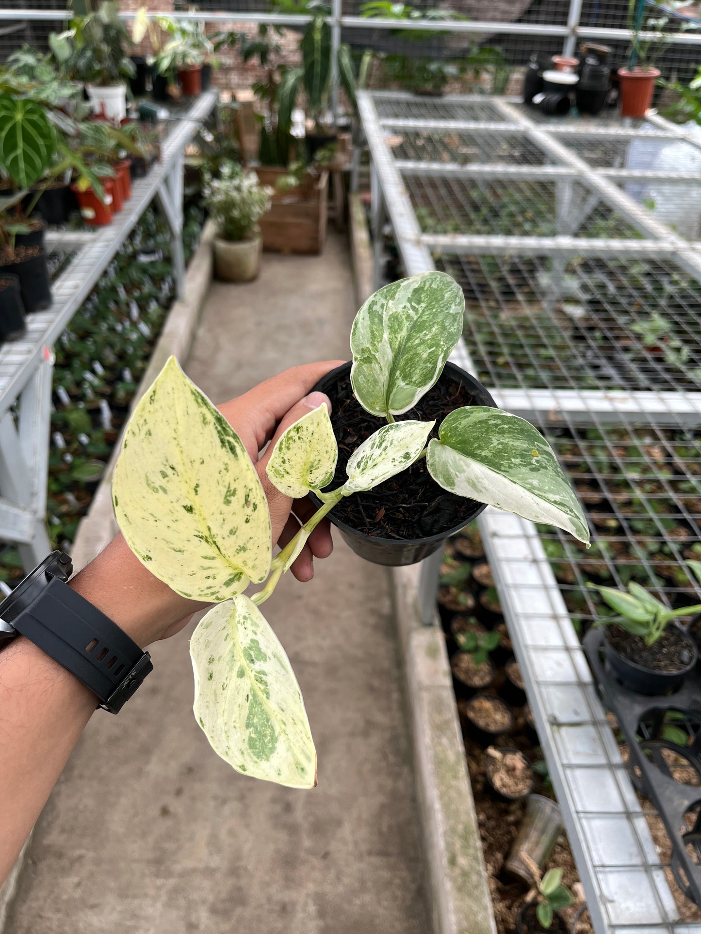 Scindapsus creme brulee 3