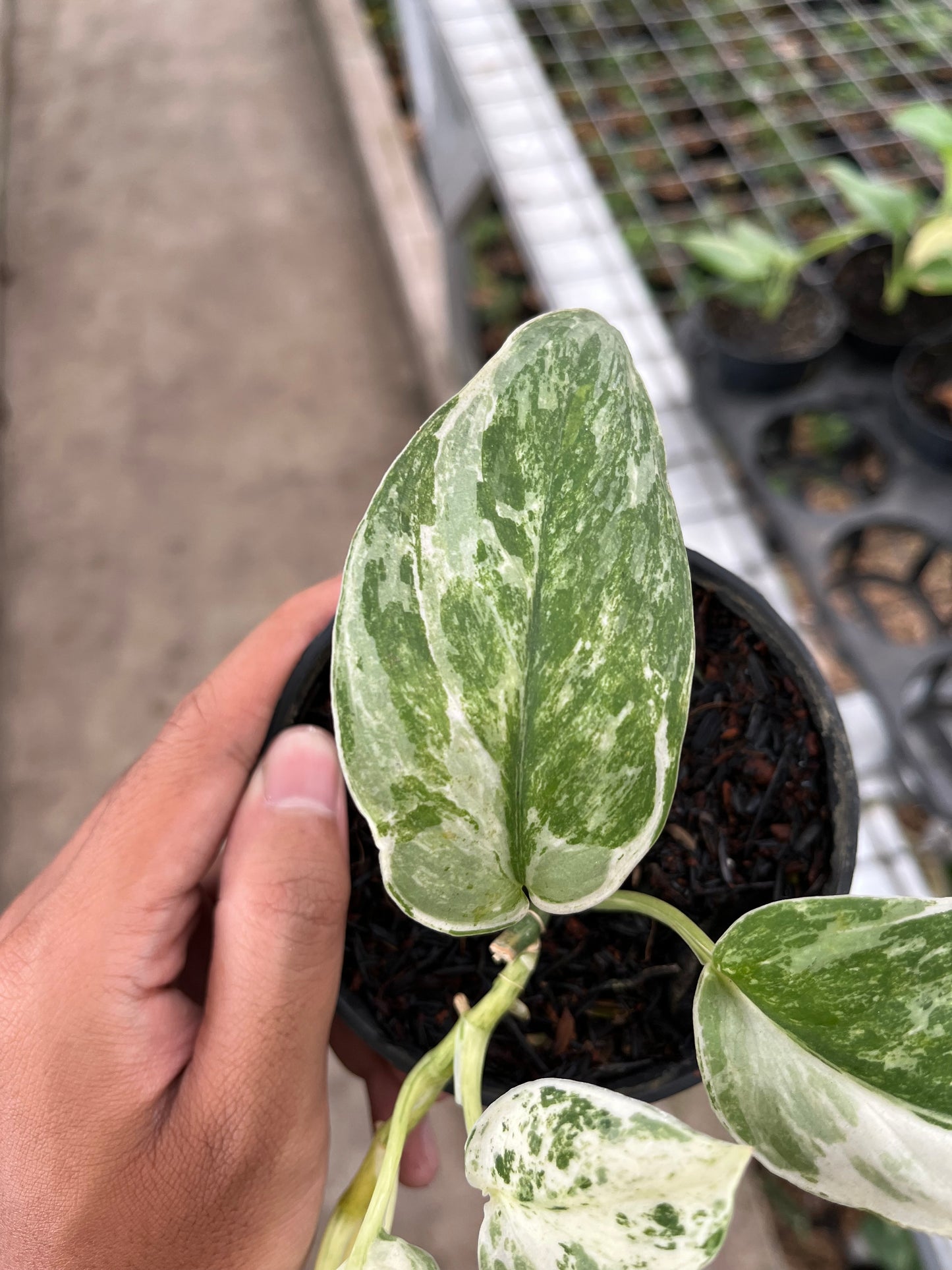 Scindapsus creme brulee 2